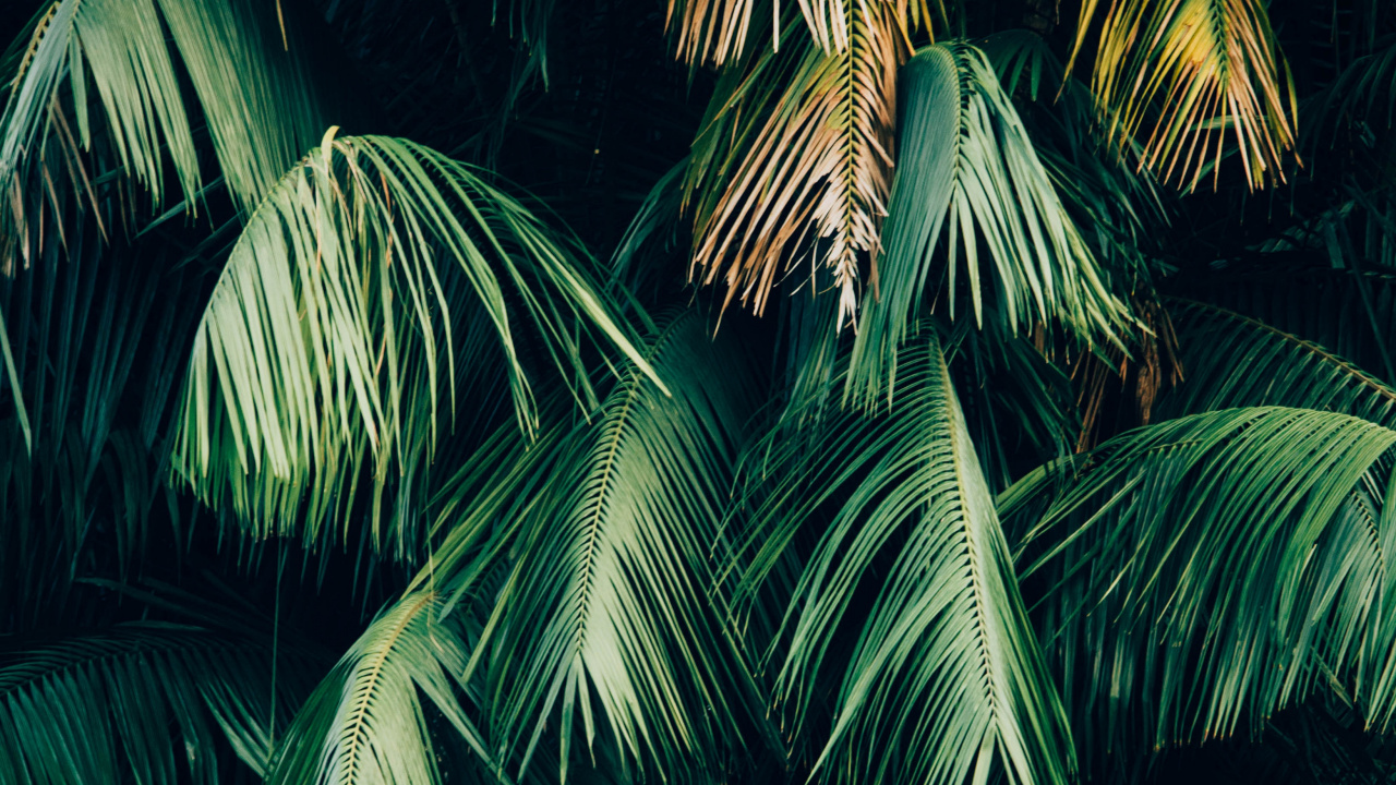 Baum, Vegetation, Gr, Blatt, Woody Pflanze. Wallpaper in 1280x720 Resolution