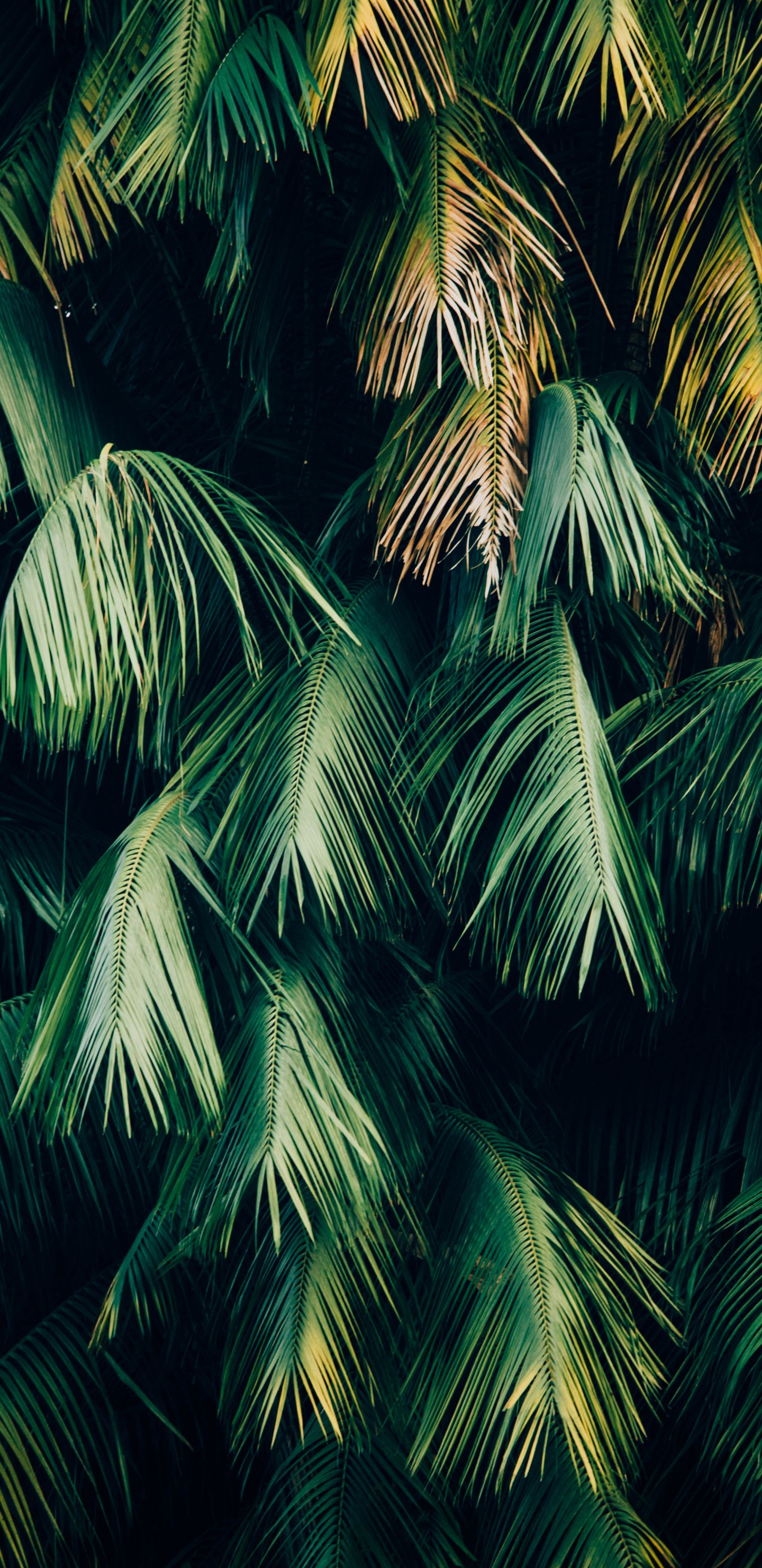 Baum, Vegetation, Gr, Blatt, Woody Pflanze. Wallpaper in 1440x2960 Resolution