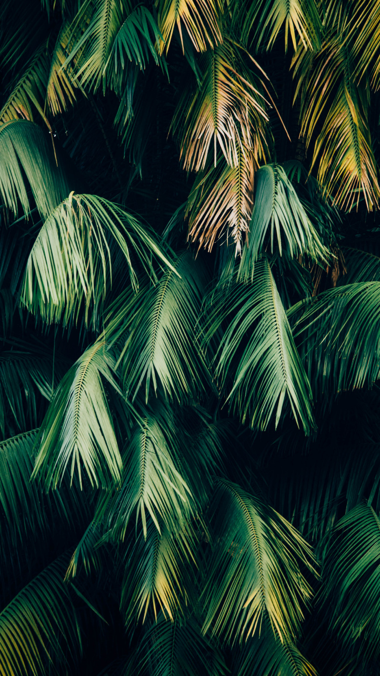 Végétation, Green, Feuille, Plantes Ligneuses, Botanique. Wallpaper in 750x1334 Resolution