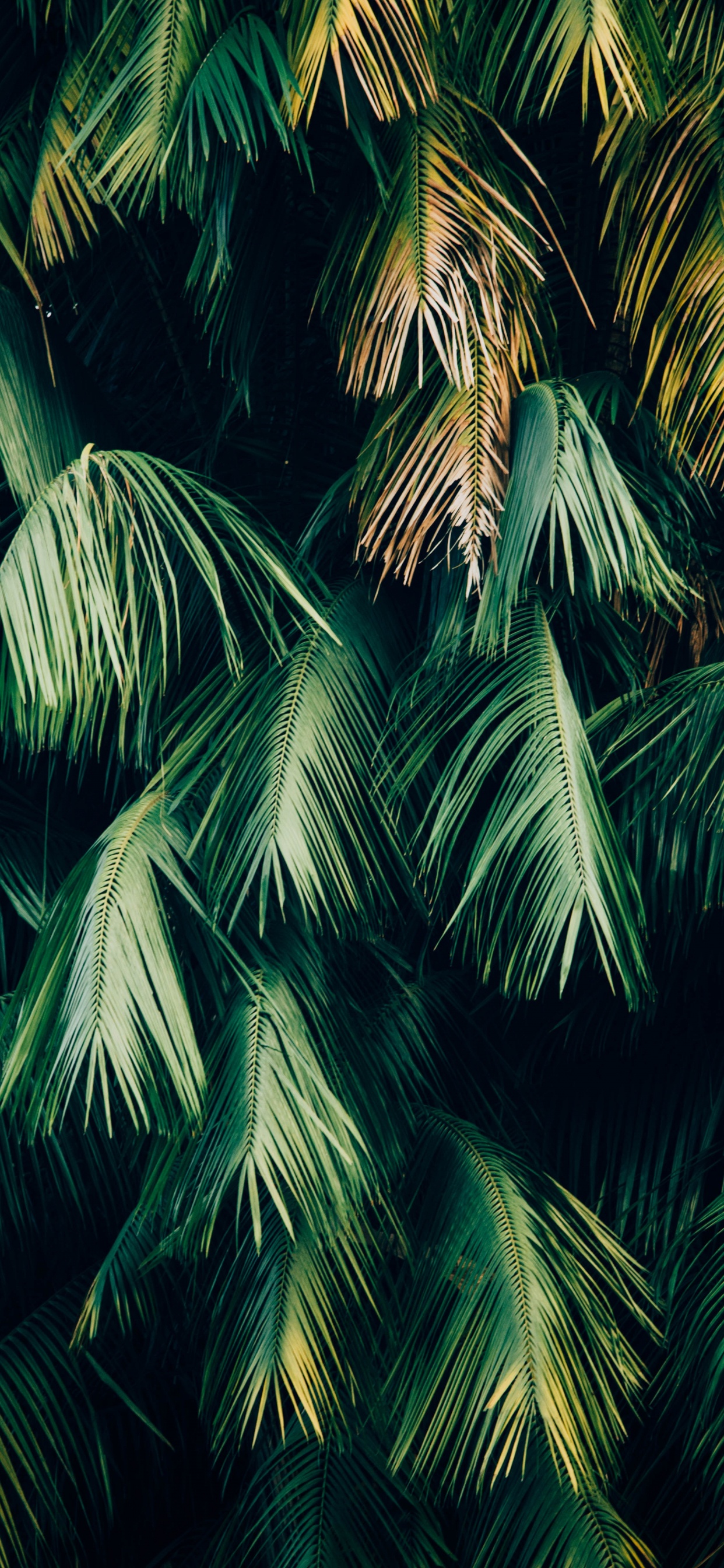 Tree, Vegetation, Palm Tree, Green, Plant. Wallpaper in 1242x2688 Resolution