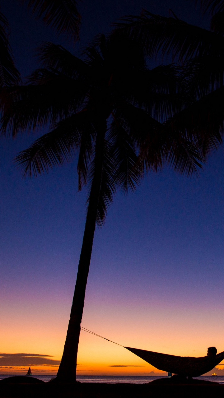 Coconut Tree Near Body of Water During Sunset. Wallpaper in 720x1280 Resolution