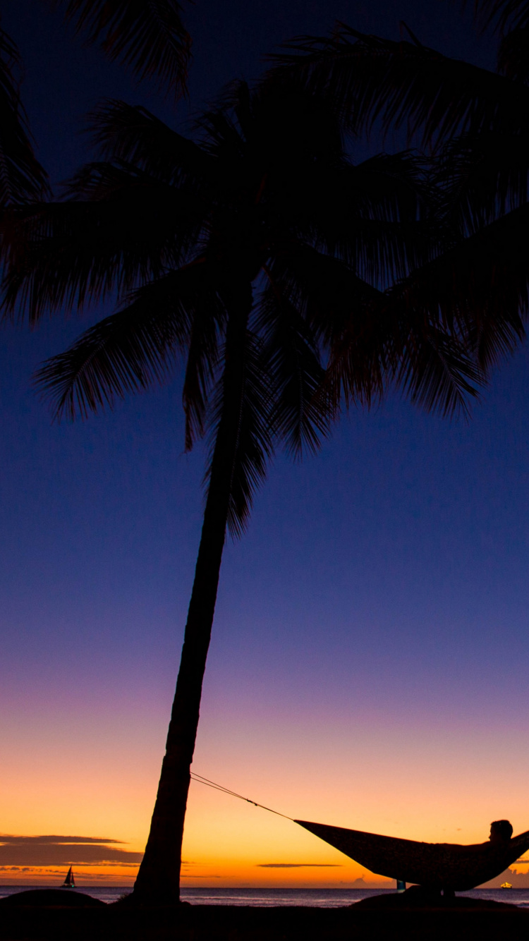 Cocotier Près D'un Plan D'eau au Coucher du Soleil. Wallpaper in 750x1334 Resolution