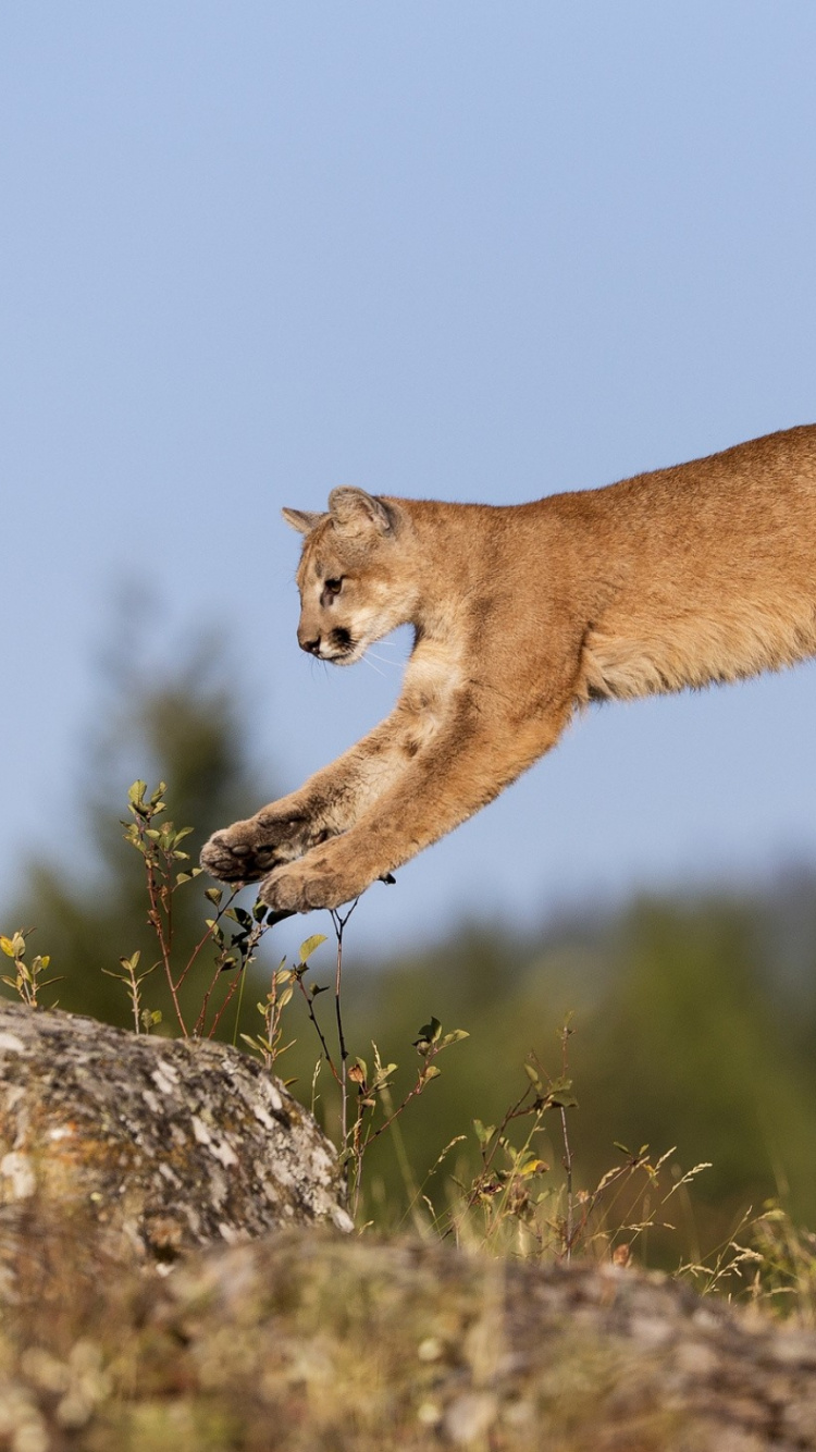 Gato de Pelo Corto Marrón y Negro Sobre Roca Gris Durante el Día. Wallpaper in 750x1334 Resolution