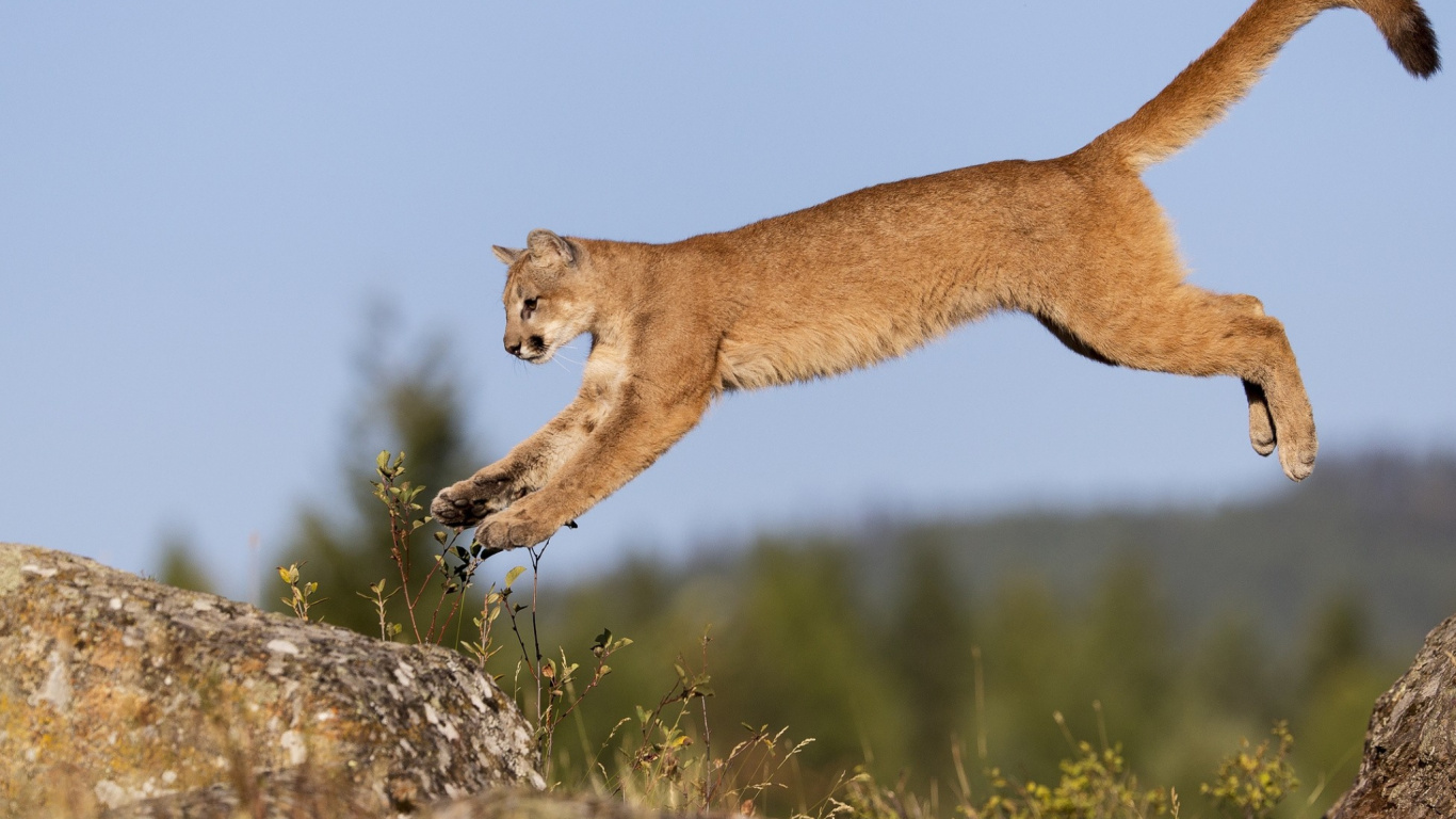 Braune Und Schwarze Kurzhaarige Katze Auf Grauem Felsen Tagsüber. Wallpaper in 1366x768 Resolution