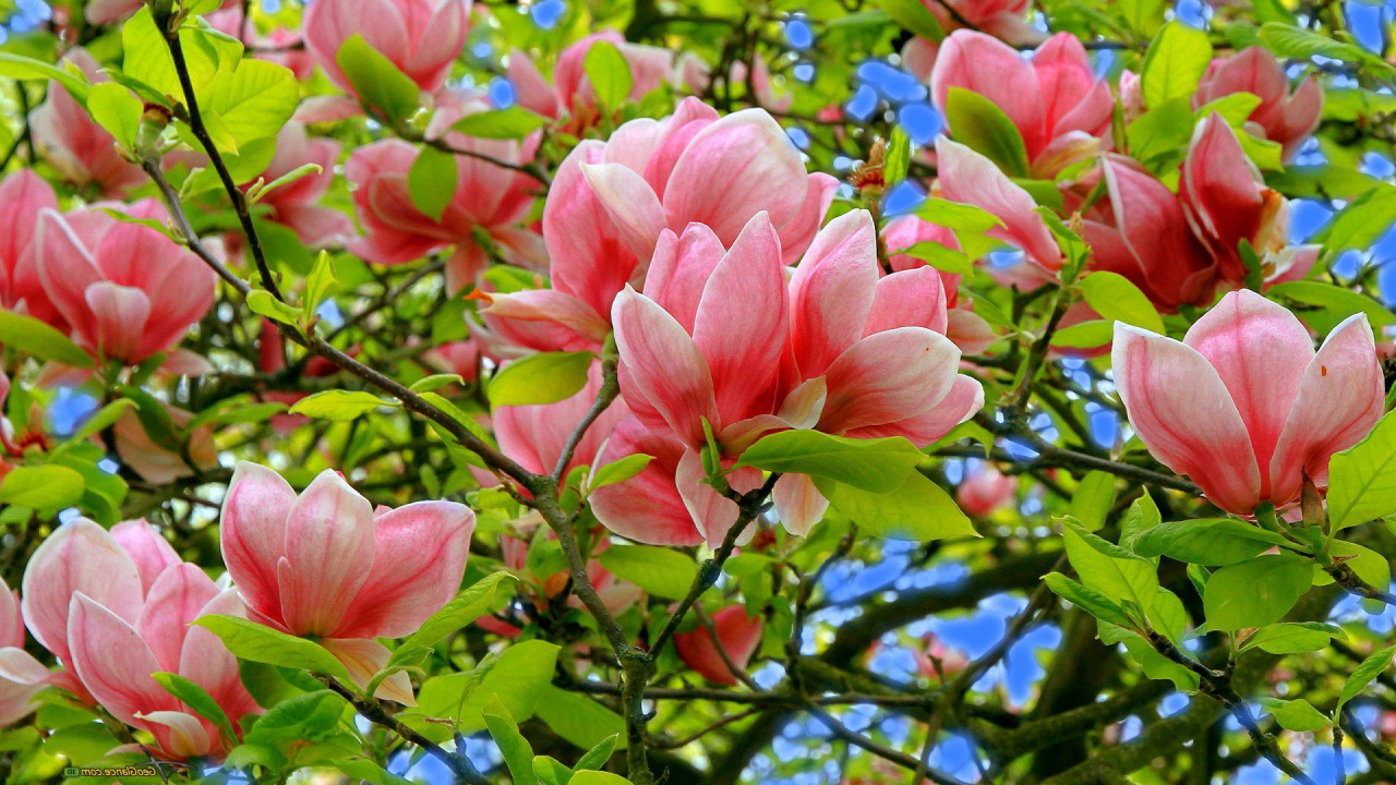 Pink Flowers With Green Leaves. Wallpaper in 1280x720 Resolution