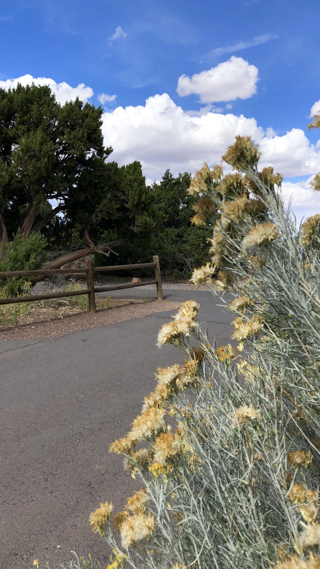 la Vegetación, Arbustos, Sucursal, la Comunidad Vegetal, Arbusto. Wallpaper in 1080x1920 Resolution