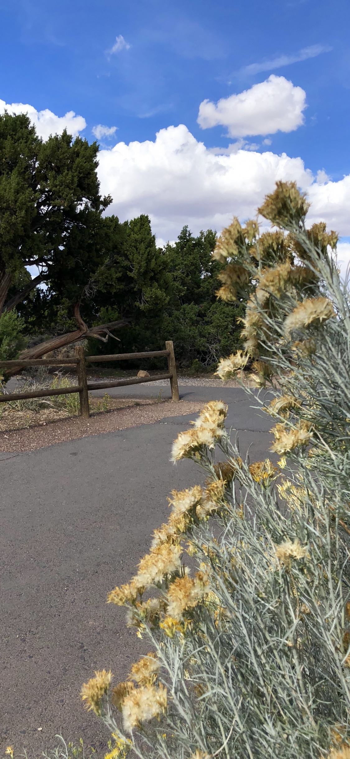 Vegetation, Shrubland, Grasses, Branch, Plant Community. Wallpaper in 1125x2436 Resolution