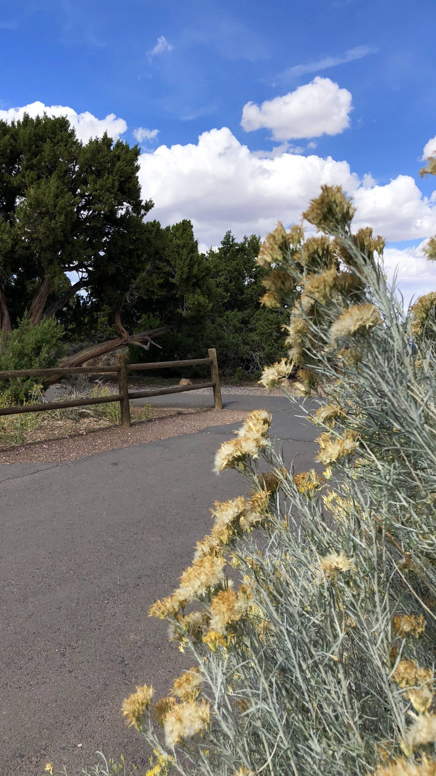 Vegetation, Shrubland, Grasses, Branch, Plant Community. Wallpaper in 1440x2560 Resolution