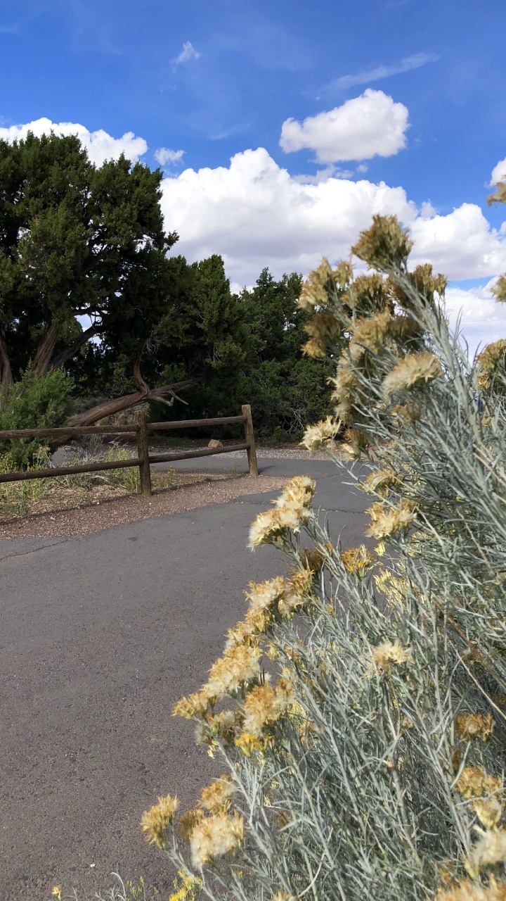 Vegetation, Shrubland, Grasses, Branch, Plant Community. Wallpaper in 720x1280 Resolution