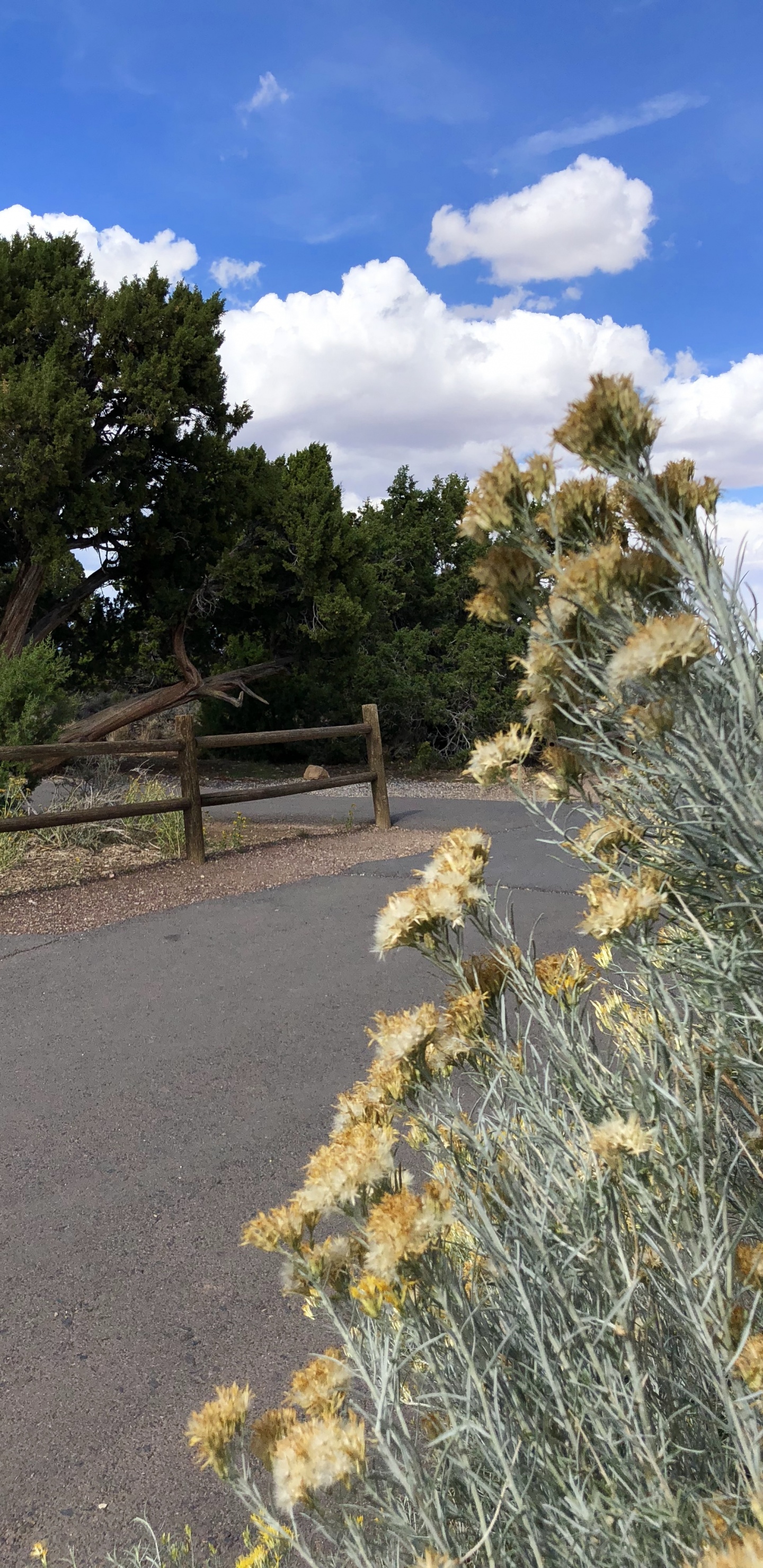 植被, 植物群, 灌木, Subshrub, 积云 壁纸 1440x2960 允许