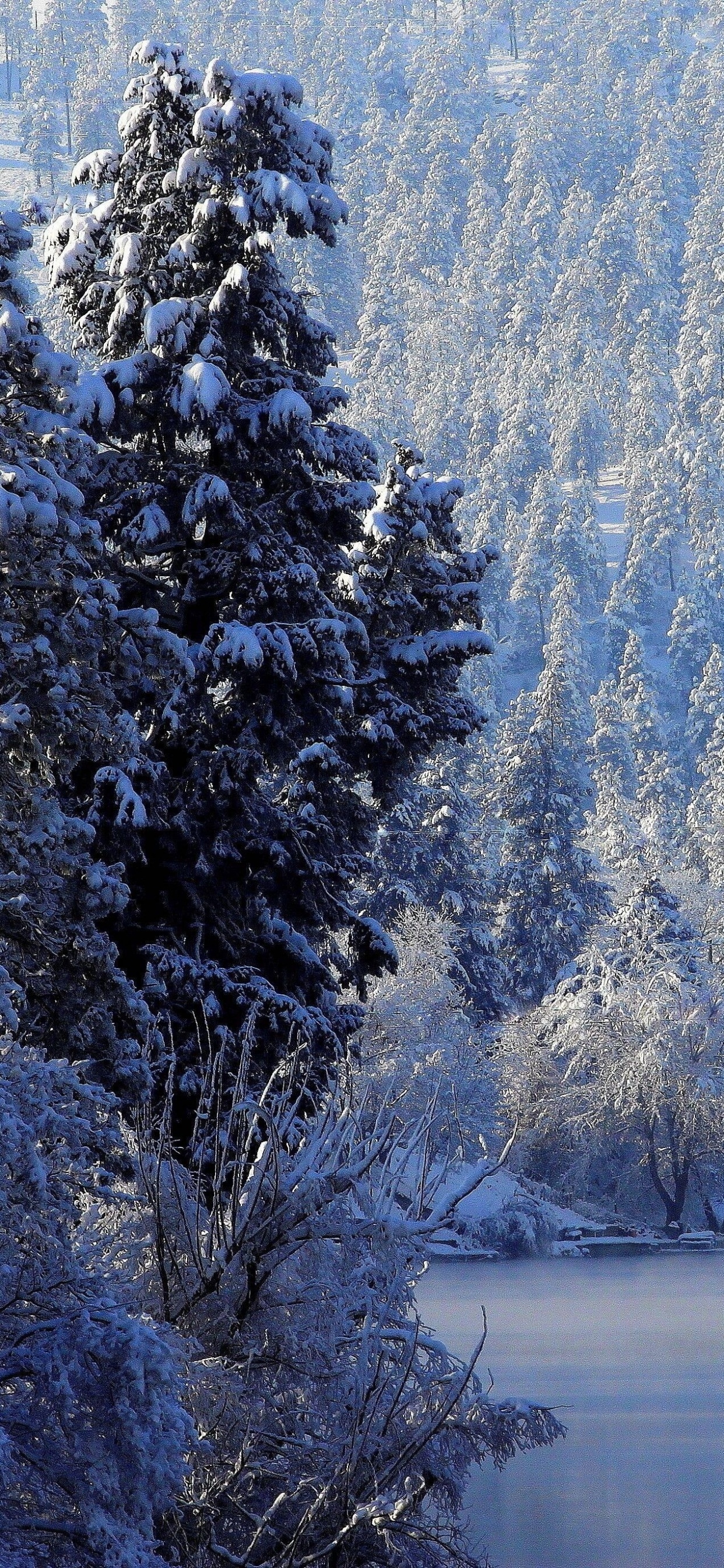 Schneebedeckte Bäume in Der Nähe Des Sees Tagsüber. Wallpaper in 1242x2688 Resolution