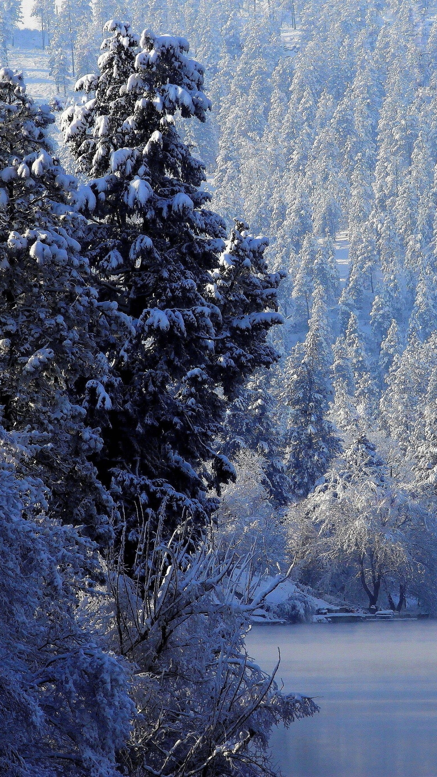 Schneebedeckte Bäume in Der Nähe Des Sees Tagsüber. Wallpaper in 1440x2560 Resolution