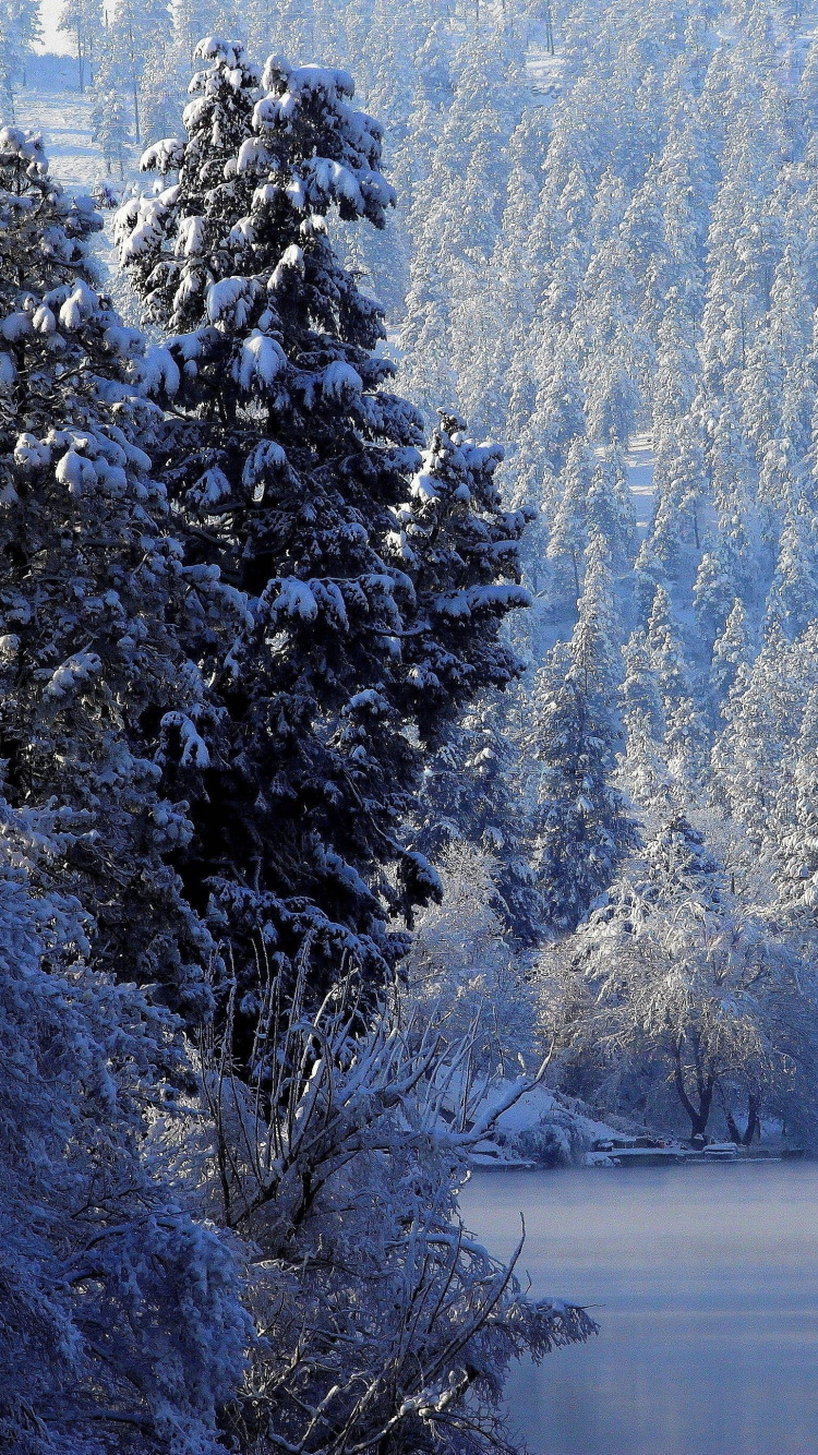 Snow Covered Trees Near Lake During Daytime. Wallpaper in 750x1334 Resolution