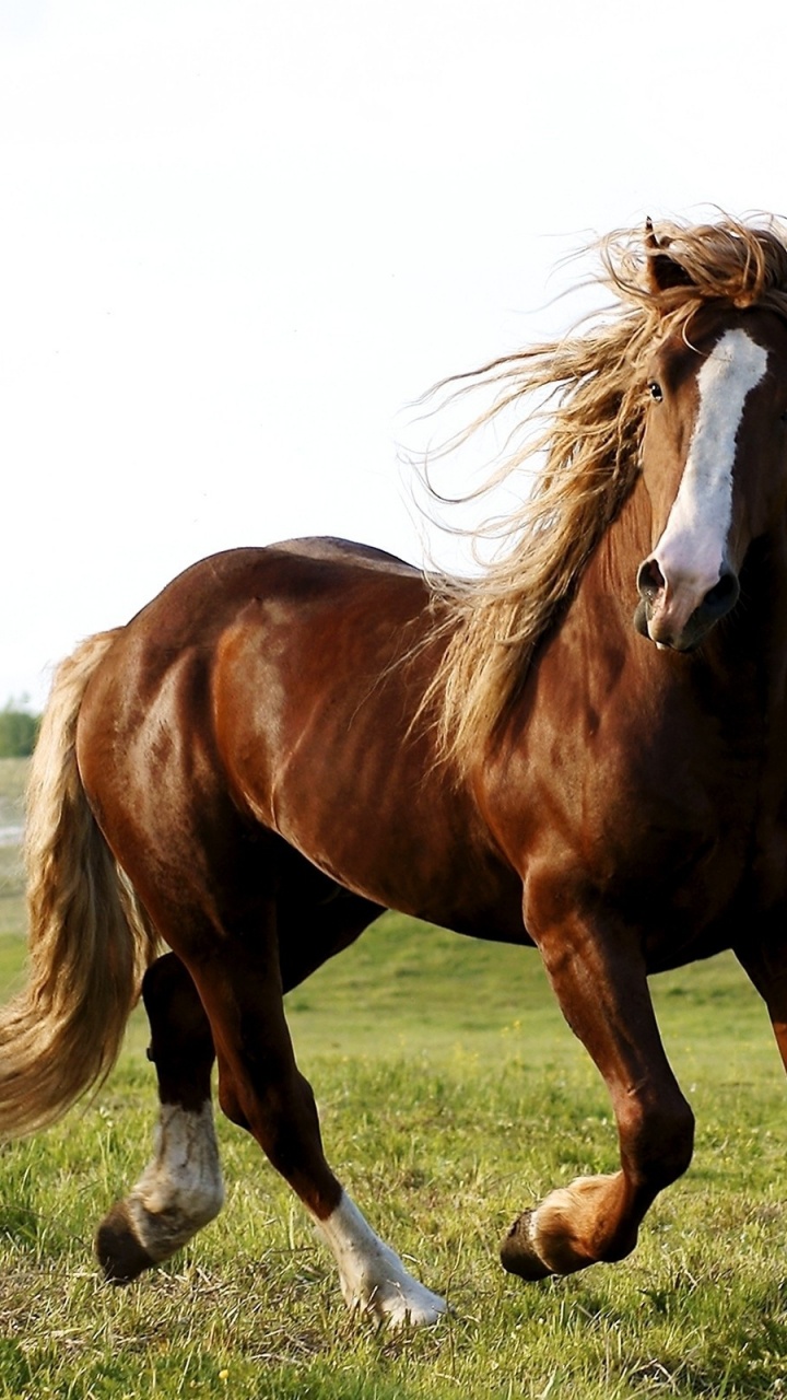 Cheval Brun et Blanc Sur Terrain D'herbe Verte Pendant la Journée. Wallpaper in 720x1280 Resolution