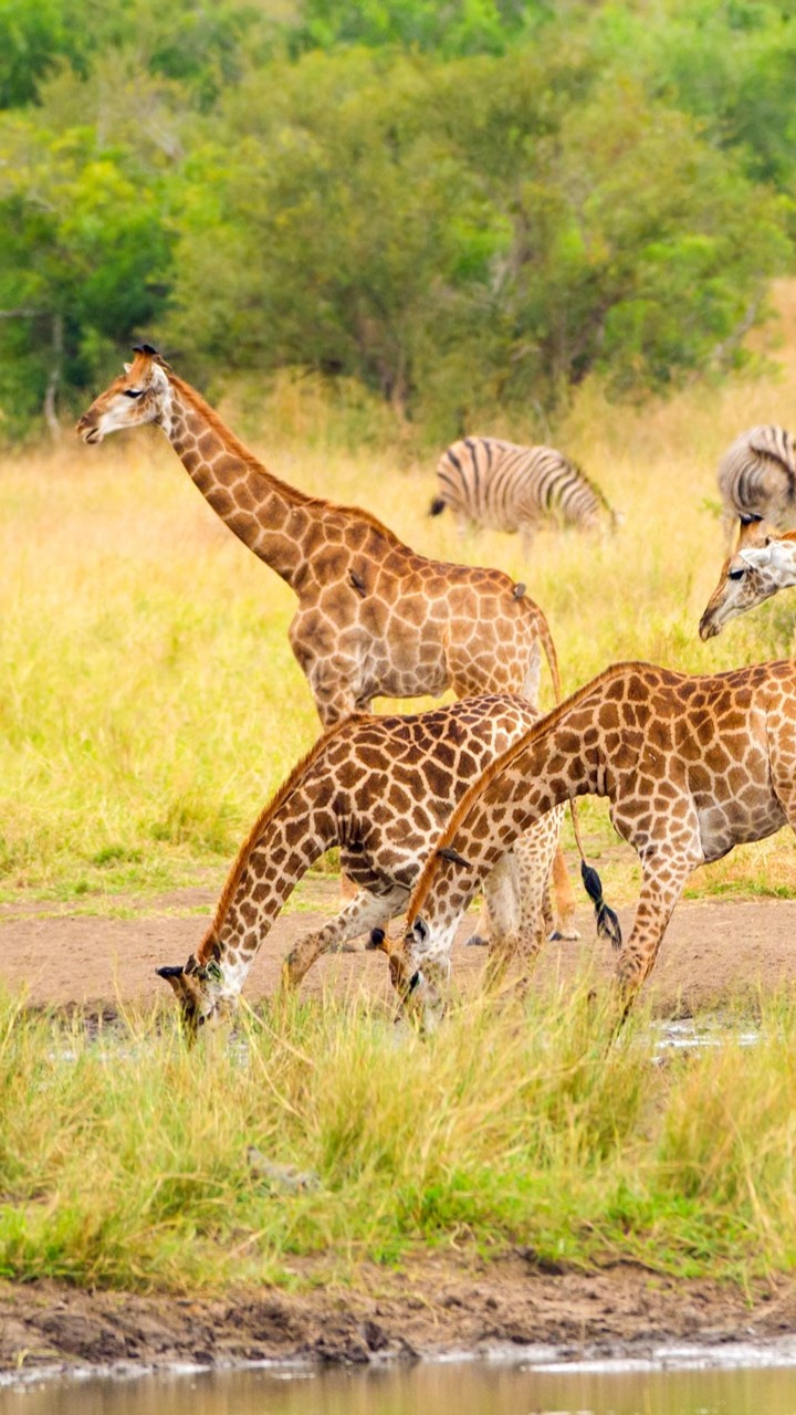 Girafes Brunes et Noires Sur Terrain D'herbe Brune Pendant la Journée. Wallpaper in 720x1280 Resolution