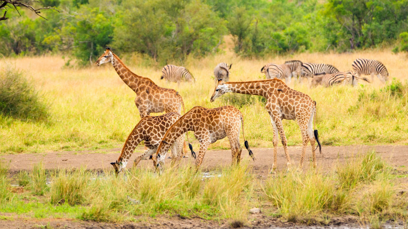 Brown and Black Giraffes on Brown Grass Field During Daytime. Wallpaper in 1366x768 Resolution
