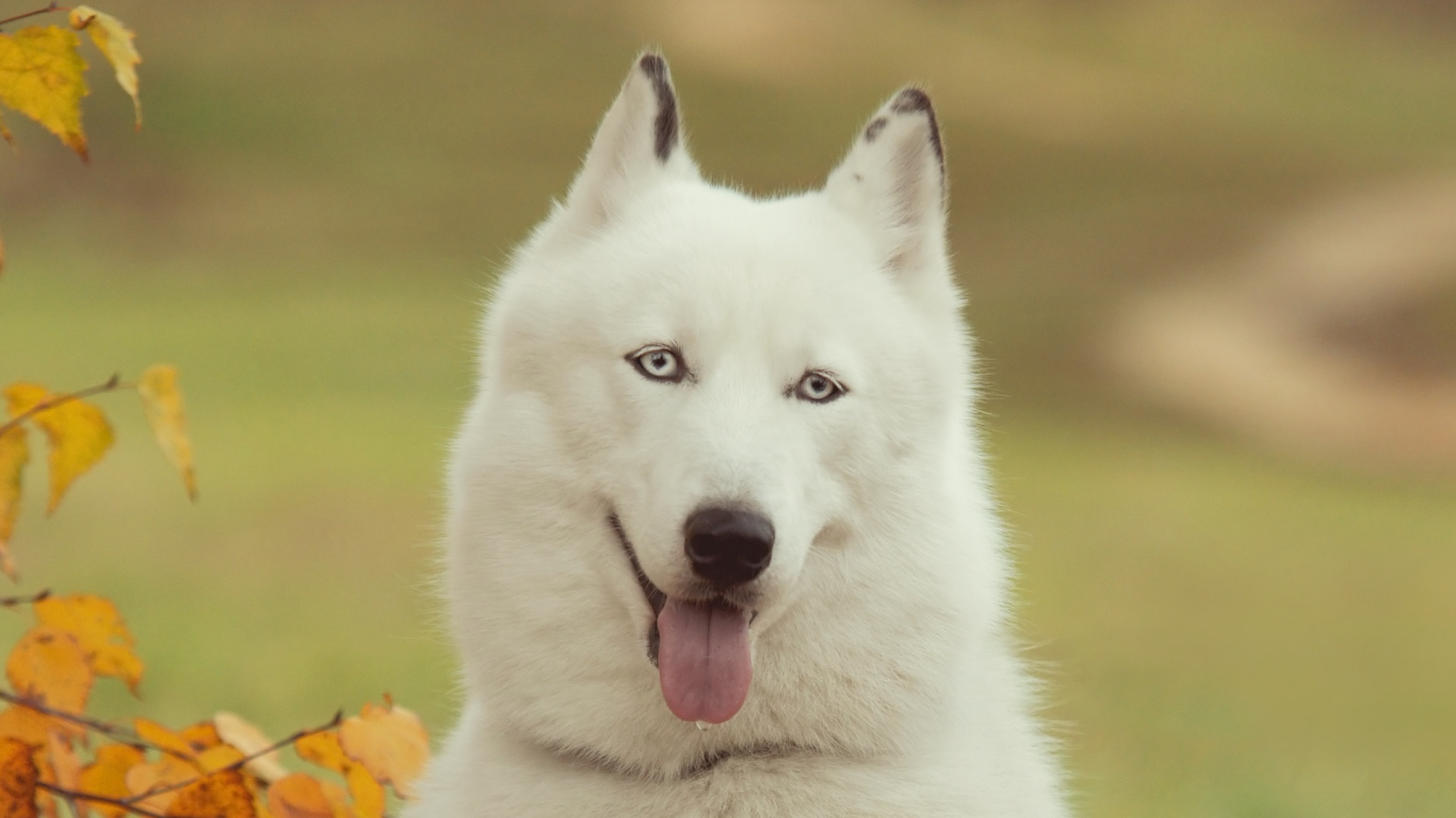 Lobo Blanco Con Lengua Fuera. Wallpaper in 1366x768 Resolution