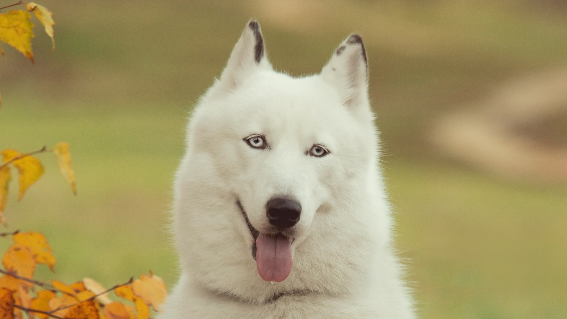 Lobo Blanco Con Lengua Fuera. Wallpaper in 1920x1080 Resolution