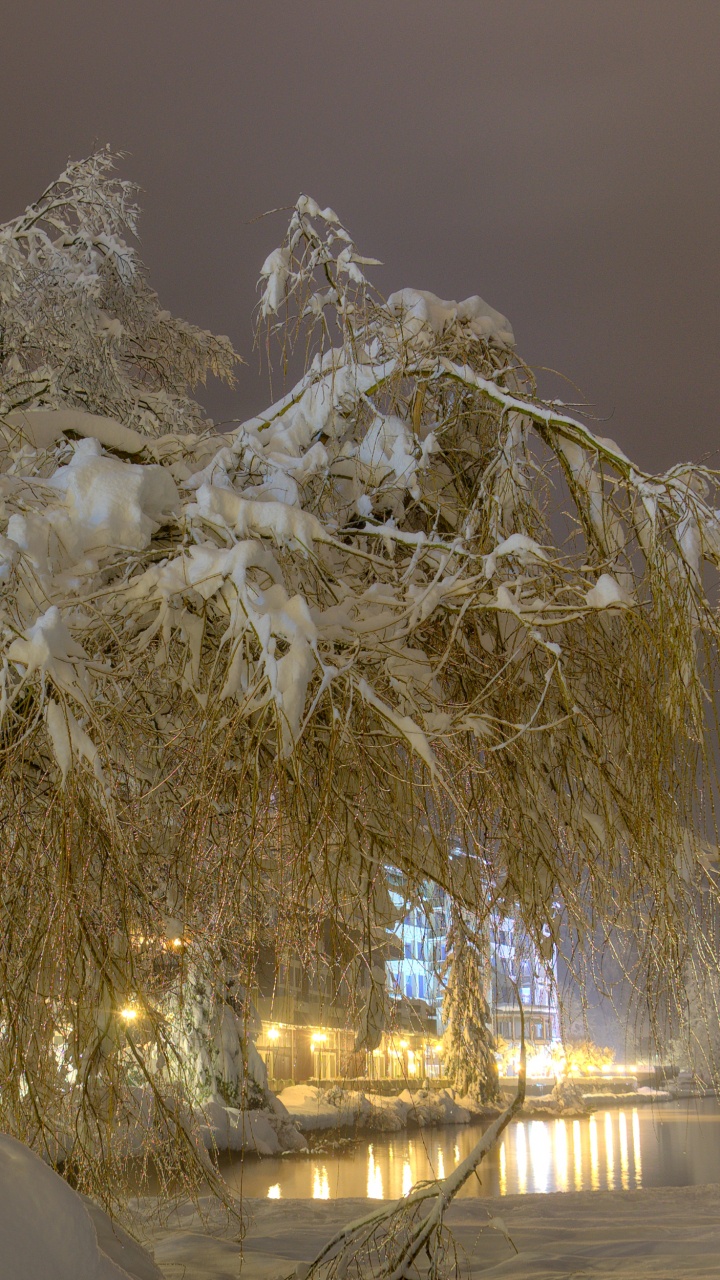 Weißer Baum in Der Nähe Eines Gewässers Tagsüber. Wallpaper in 720x1280 Resolution