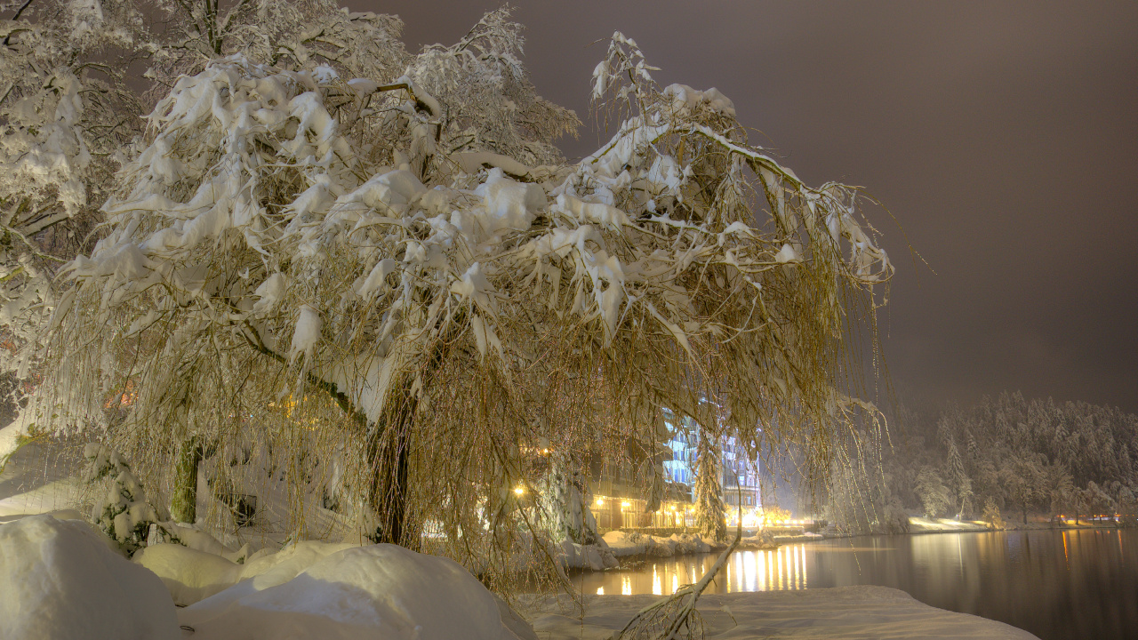 White Tree Near Body of Water During Daytime. Wallpaper in 1280x720 Resolution
