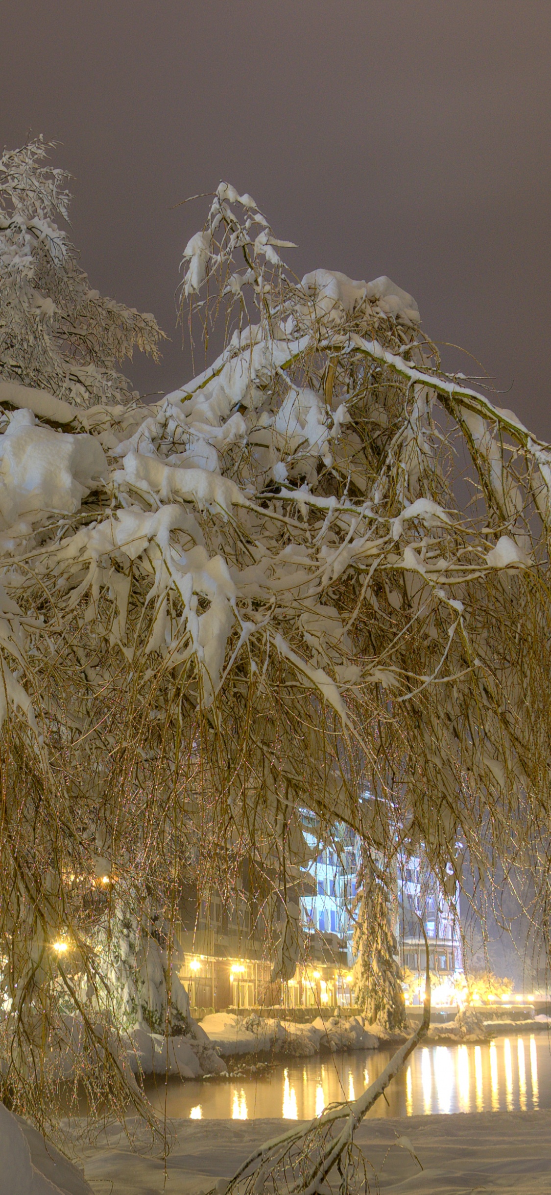 Árbol Blanco Cerca Del Cuerpo de Agua Durante el Día. Wallpaper in 1125x2436 Resolution