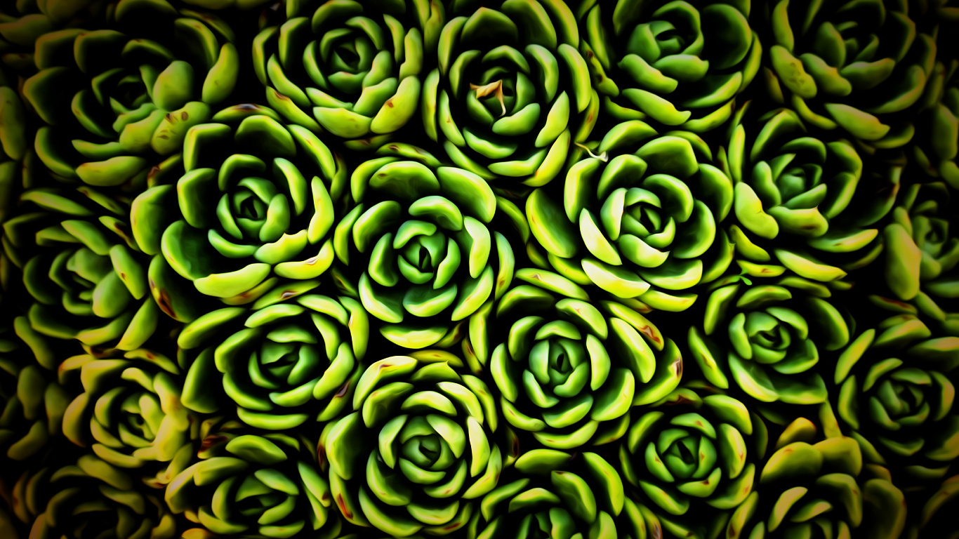 Green Succulent Plant in Close up Photography. Wallpaper in 1366x768 Resolution