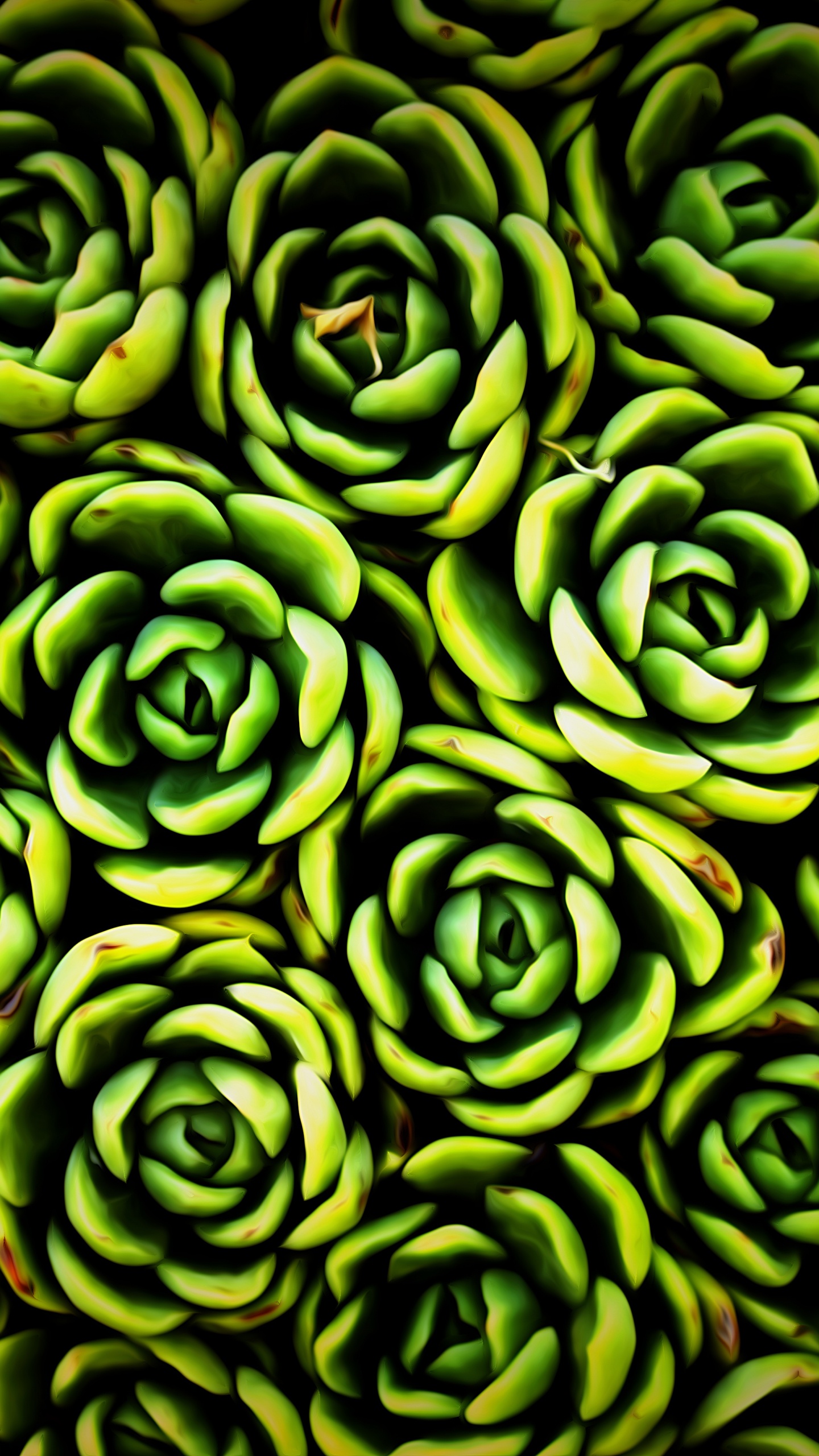 Green Succulent Plant in Close up Photography. Wallpaper in 1440x2560 Resolution