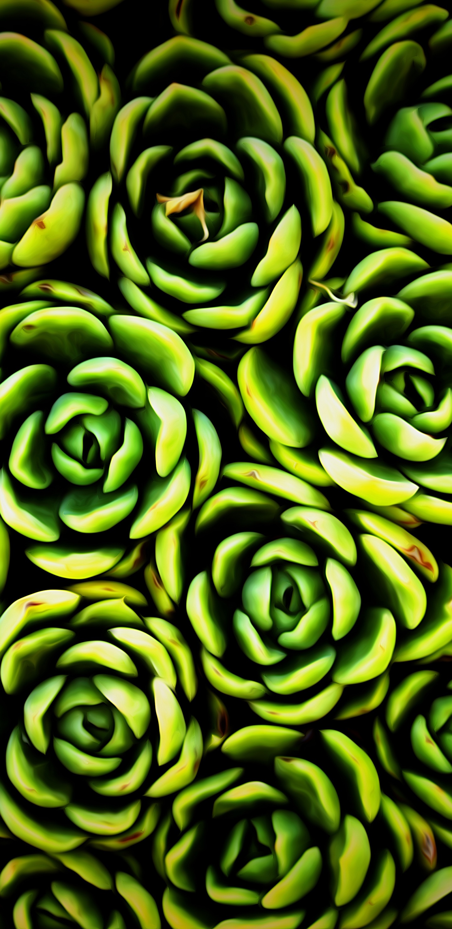 Green Succulent Plant in Close up Photography. Wallpaper in 1440x2960 Resolution