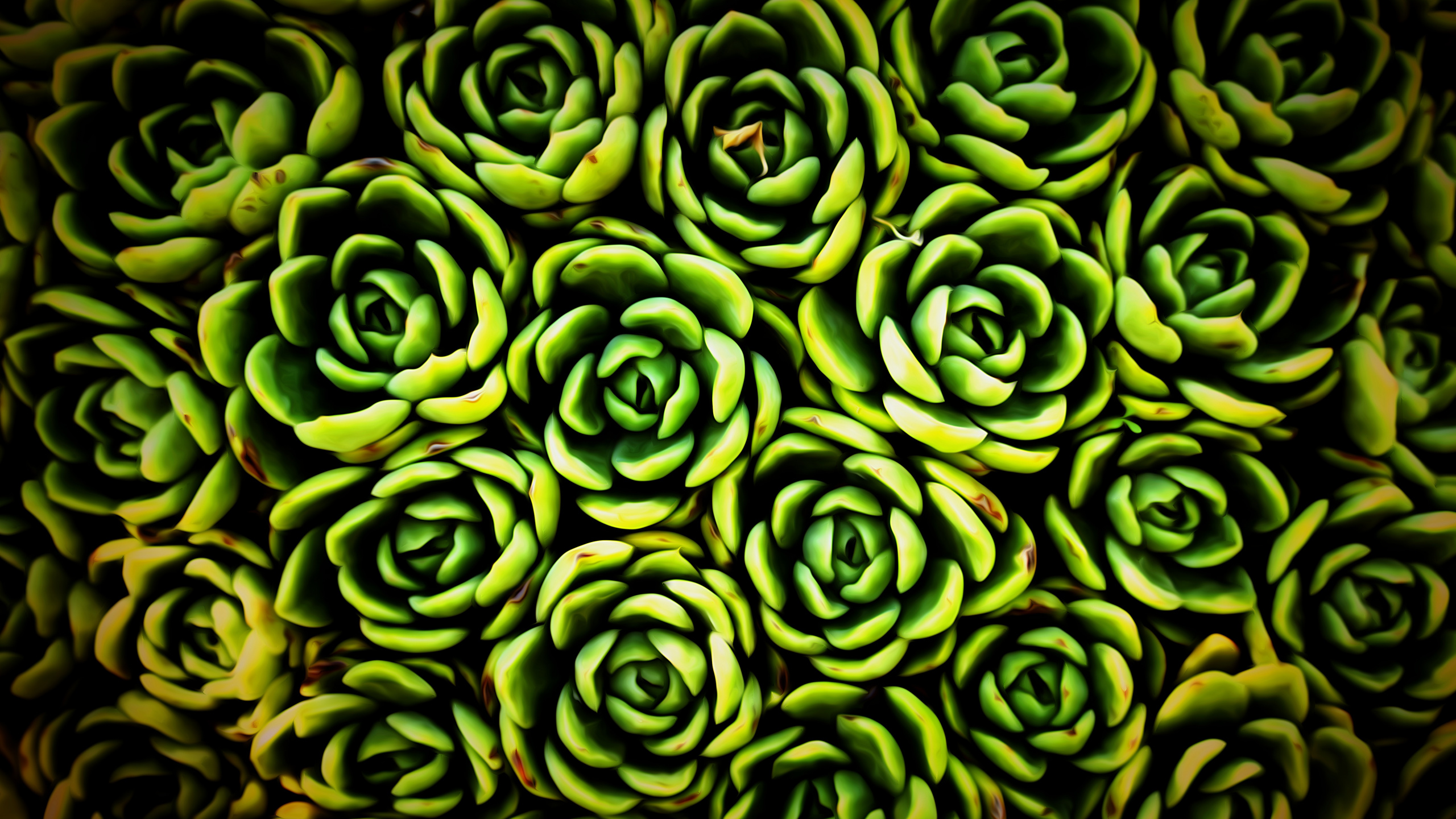 Green Succulent Plant in Close up Photography. Wallpaper in 2560x1440 Resolution