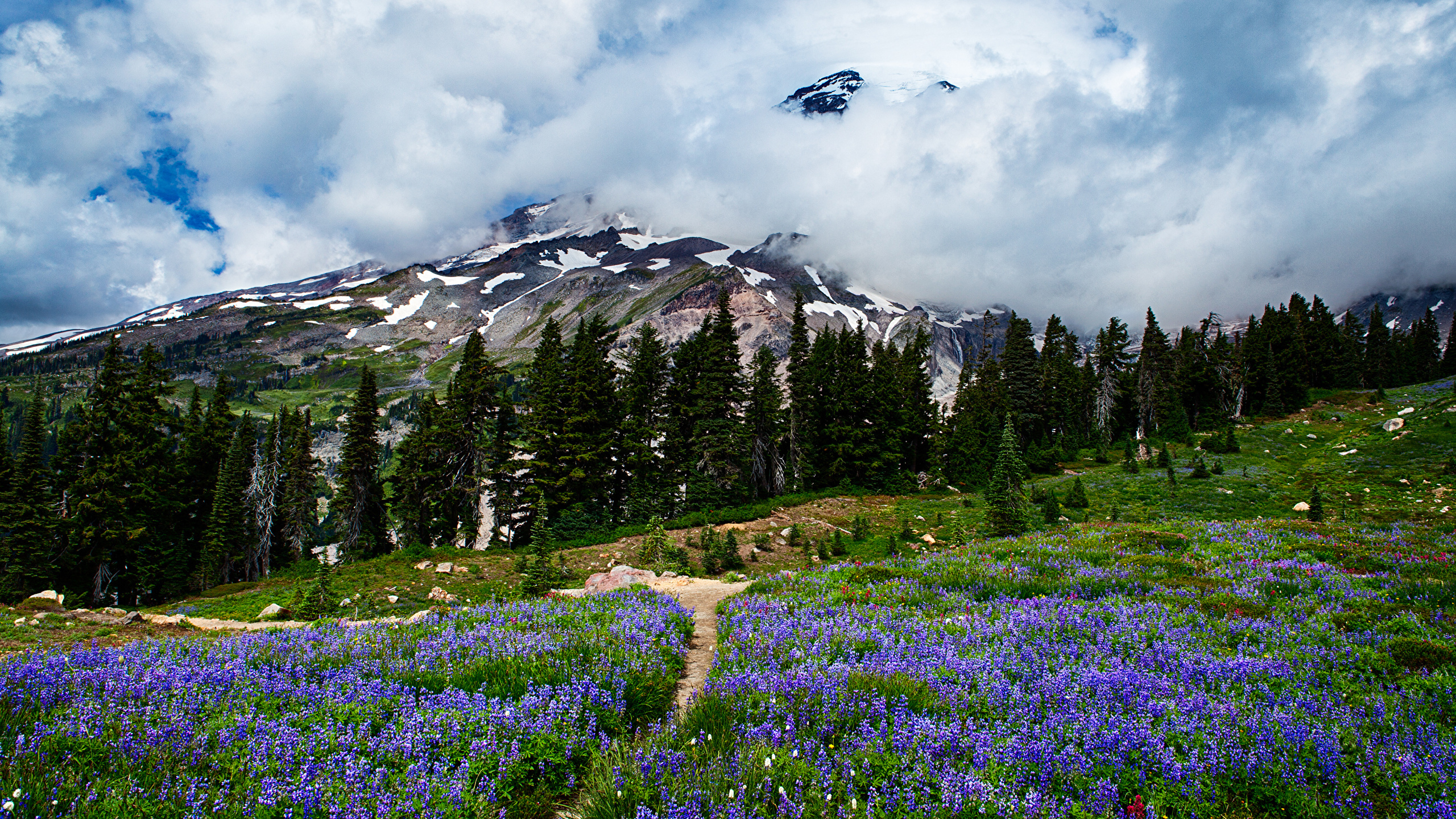 Green Grass Field Near Green Trees and Mountain Under White Clouds During Daytime. Wallpaper in 2560x1440 Resolution