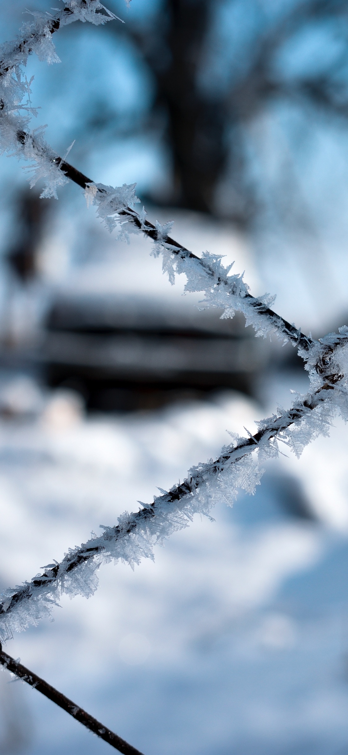 Zaun, Frost, Draht-Fechten, Branch, Einfrieren. Wallpaper in 1125x2436 Resolution