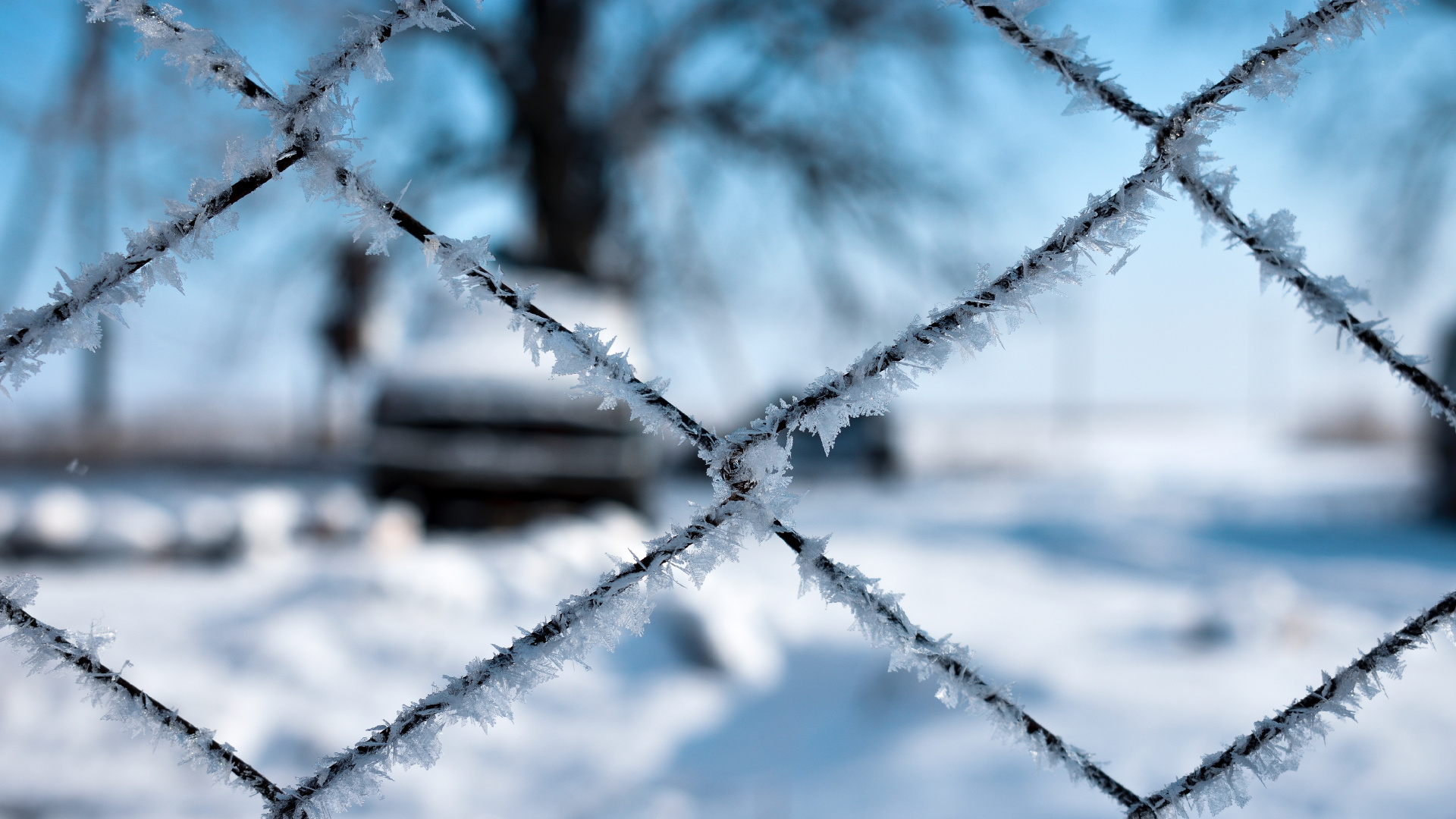 Zaun, Frost, Draht-Fechten, Branch, Einfrieren. Wallpaper in 1920x1080 Resolution