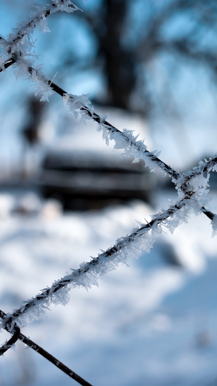 Zaun, Frost, Draht-Fechten, Branch, Einfrieren. Wallpaper in 720x1280 Resolution