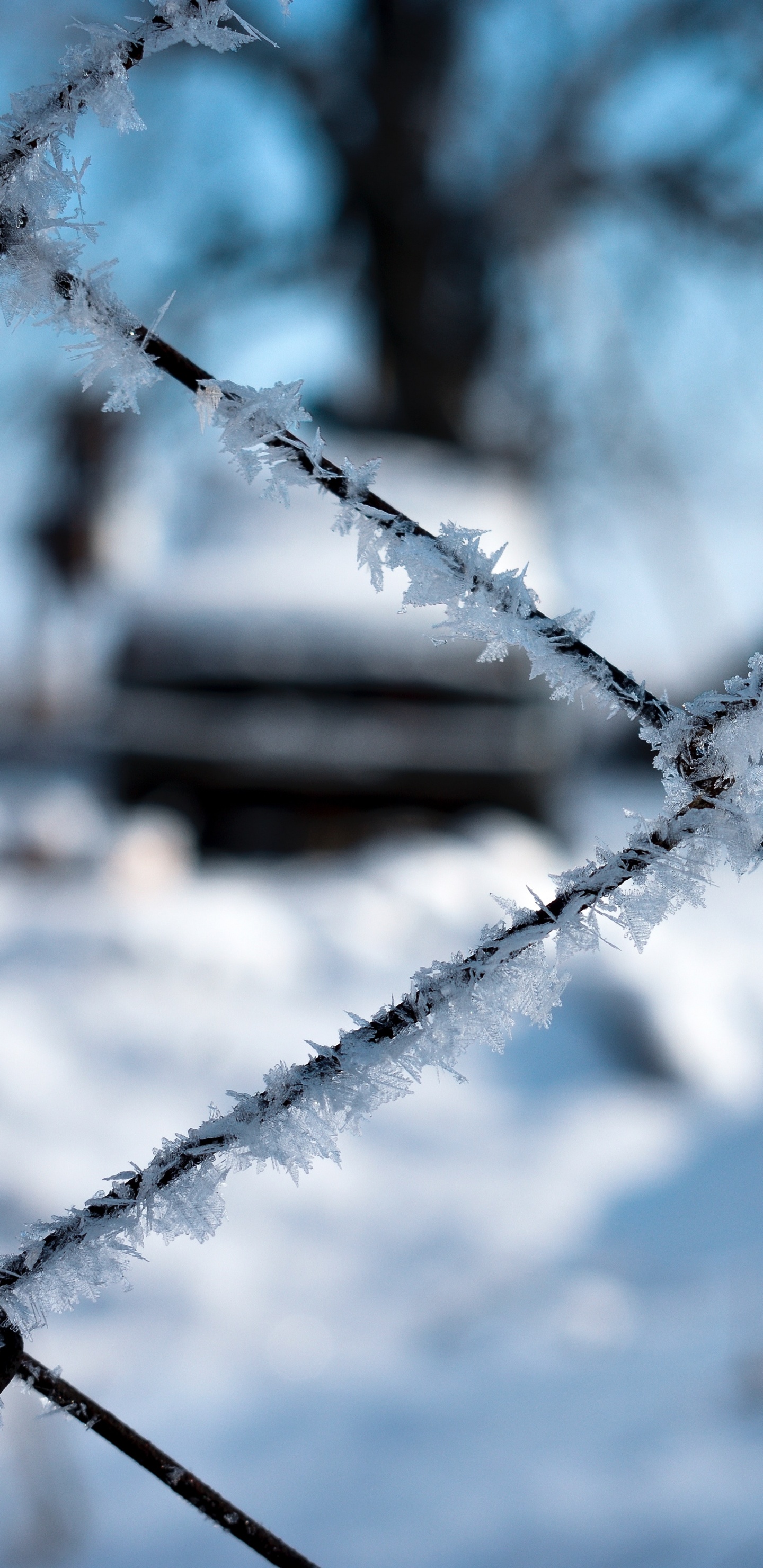 Fence, Frost, Wire Fencing, Branch, Line. Wallpaper in 1440x2960 Resolution