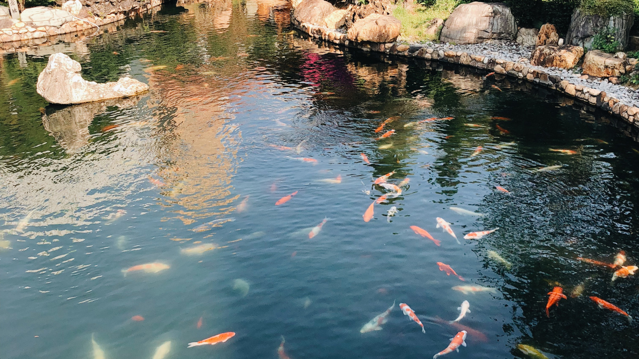 Reflection, Swimming Pool, Body of Water, Pond, Water. Wallpaper in 1280x720 Resolution