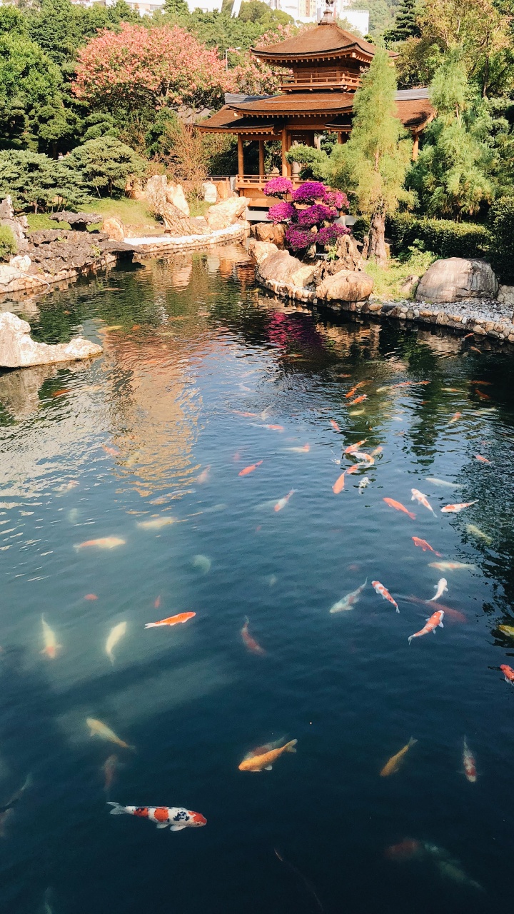 Reflection, Swimming Pool, Body of Water, Pond, Water. Wallpaper in 720x1280 Resolution