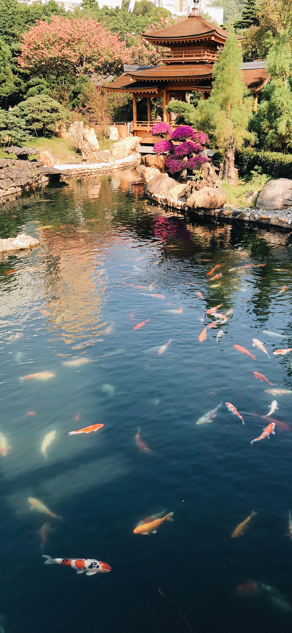 Réflexion, Corps de L'eau, Étang, Eau, Koi. Wallpaper in 1125x2436 Resolution