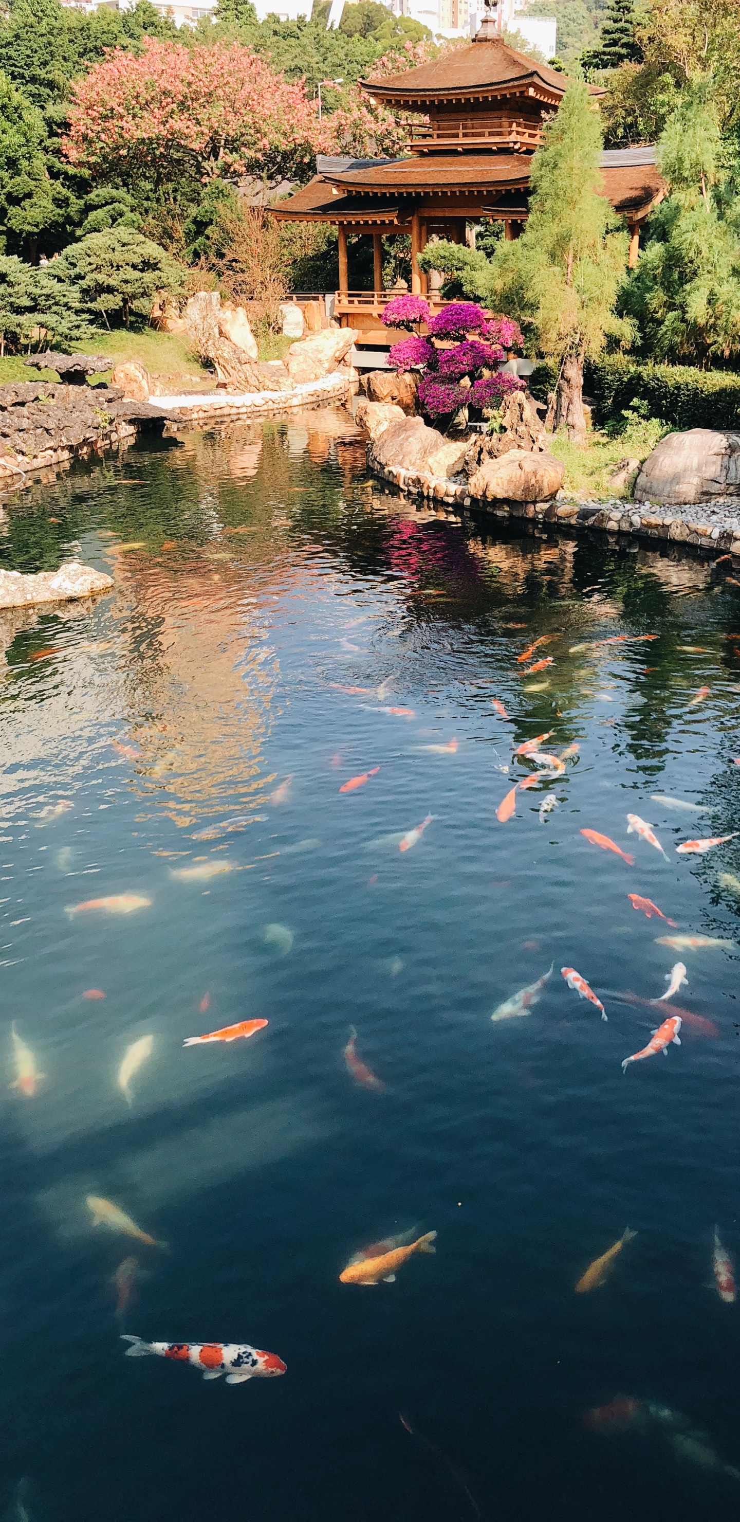 Réflexion, Corps de L'eau, Étang, Eau, Koi. Wallpaper in 1440x2960 Resolution