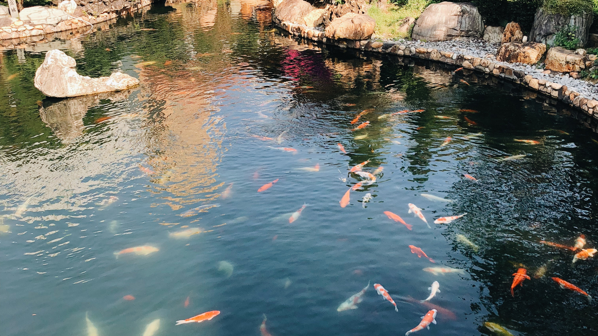 Réflexion, Corps de L'eau, Étang, Eau, Koi. Wallpaper in 1920x1080 Resolution