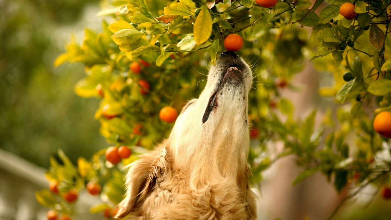 Cachorro Golden Retriever Mordiendo Frutas Verdes y Naranjas Durante el Día. Wallpaper in 1280x720 Resolution