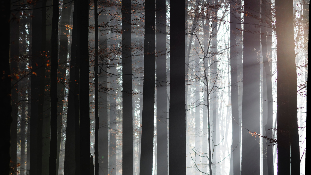 Forest, Tree, Sunlight, Nature, Natural Environment. Wallpaper in 1280x720 Resolution