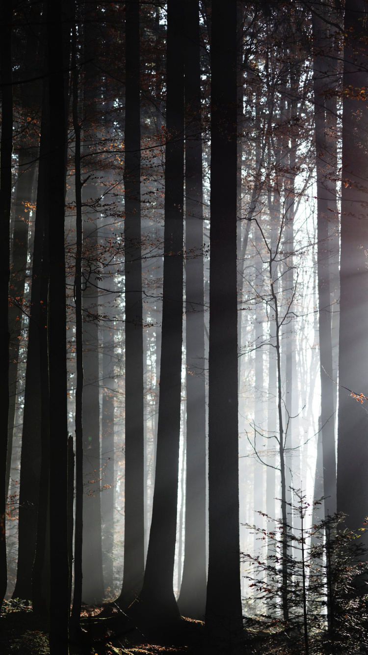 Forest, Tree, Sunlight, Nature, Natural Environment. Wallpaper in 750x1334 Resolution