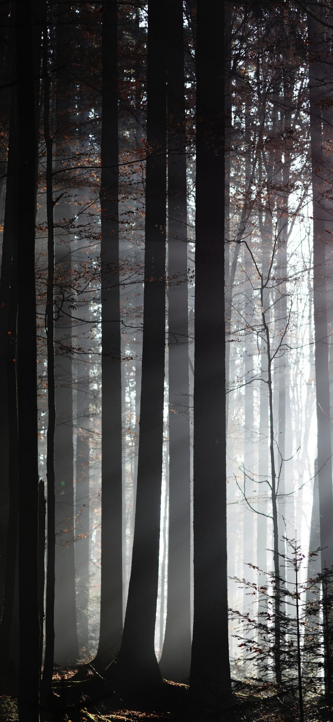 森林, 阳光, 性质, 自然环境, 林地 壁纸 1125x2436 允许