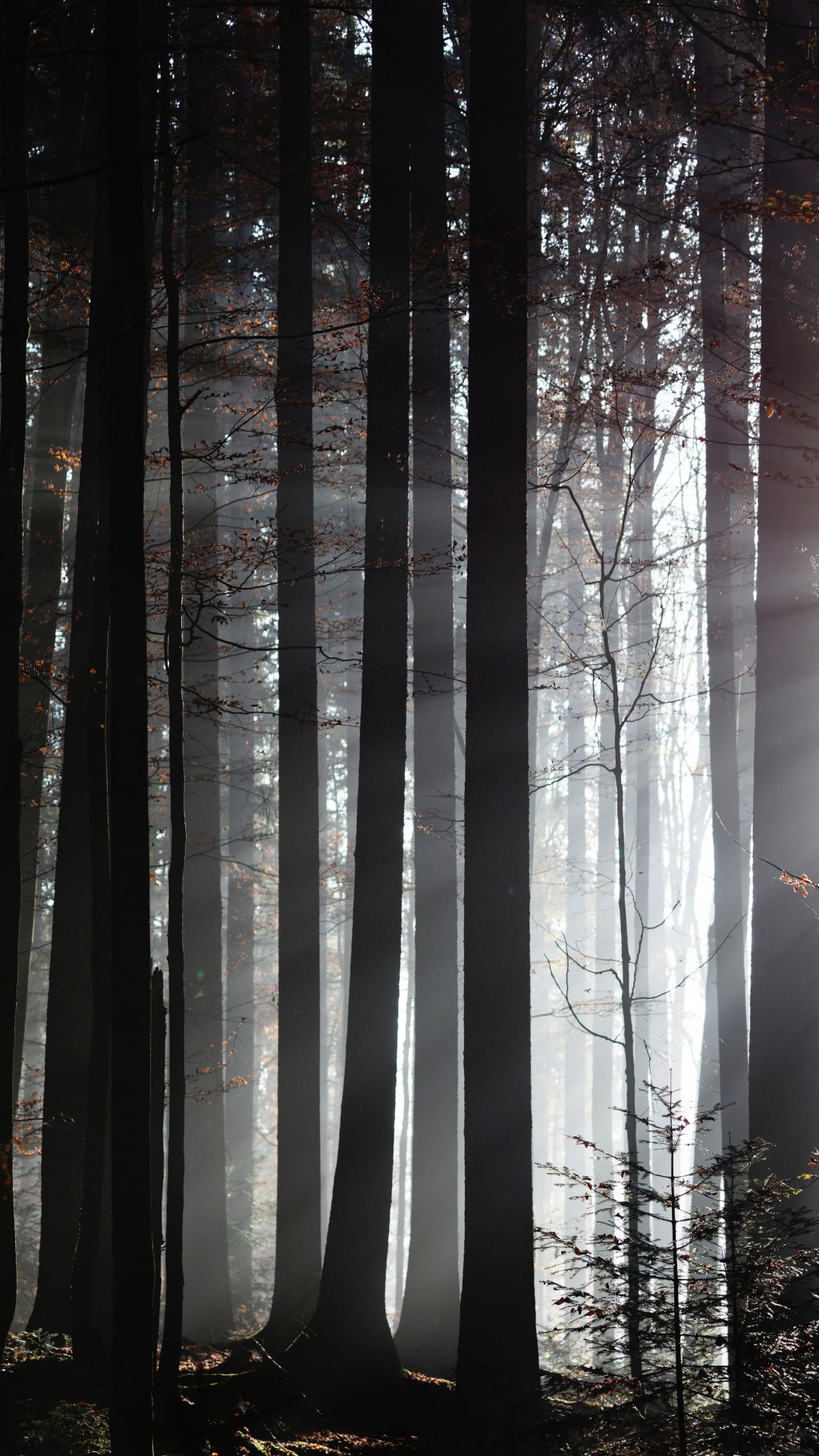 la Luz Del Sol, Naturaleza, Entorno Natural, Bosque, el Norte de Bosques de Madera Dura. Wallpaper in 1080x1920 Resolution