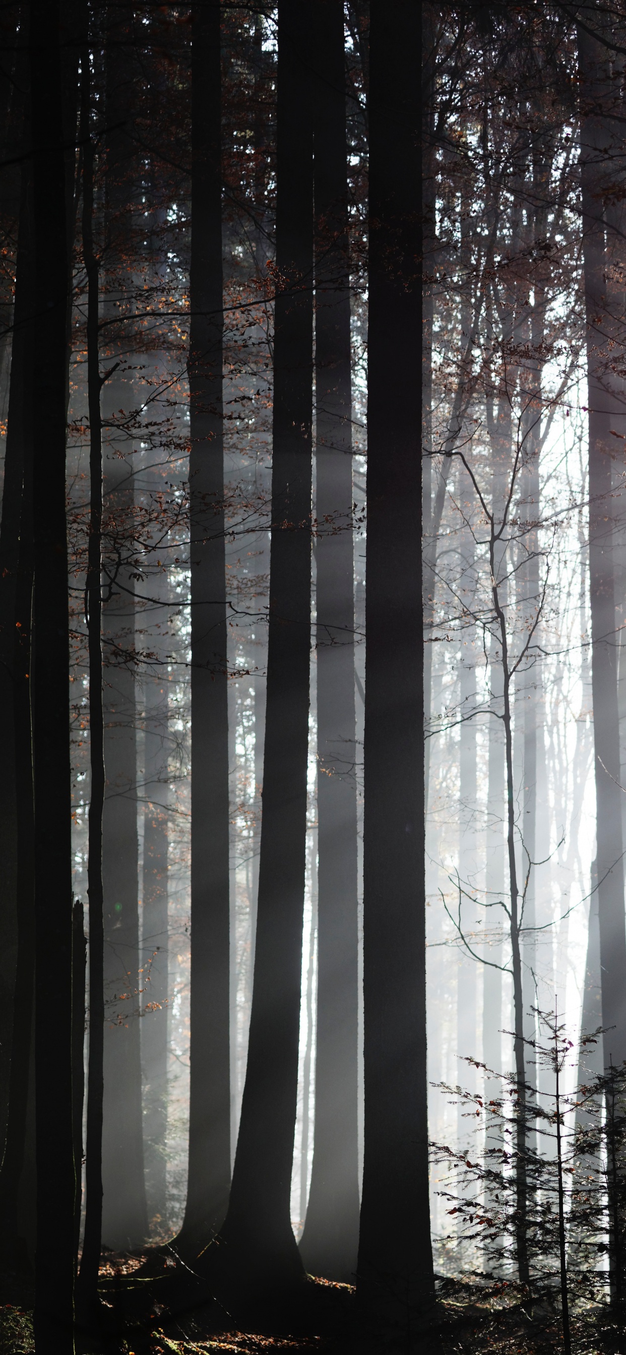 la Luz Del Sol, Naturaleza, Entorno Natural, Bosque, el Norte de Bosques de Madera Dura. Wallpaper in 1242x2688 Resolution