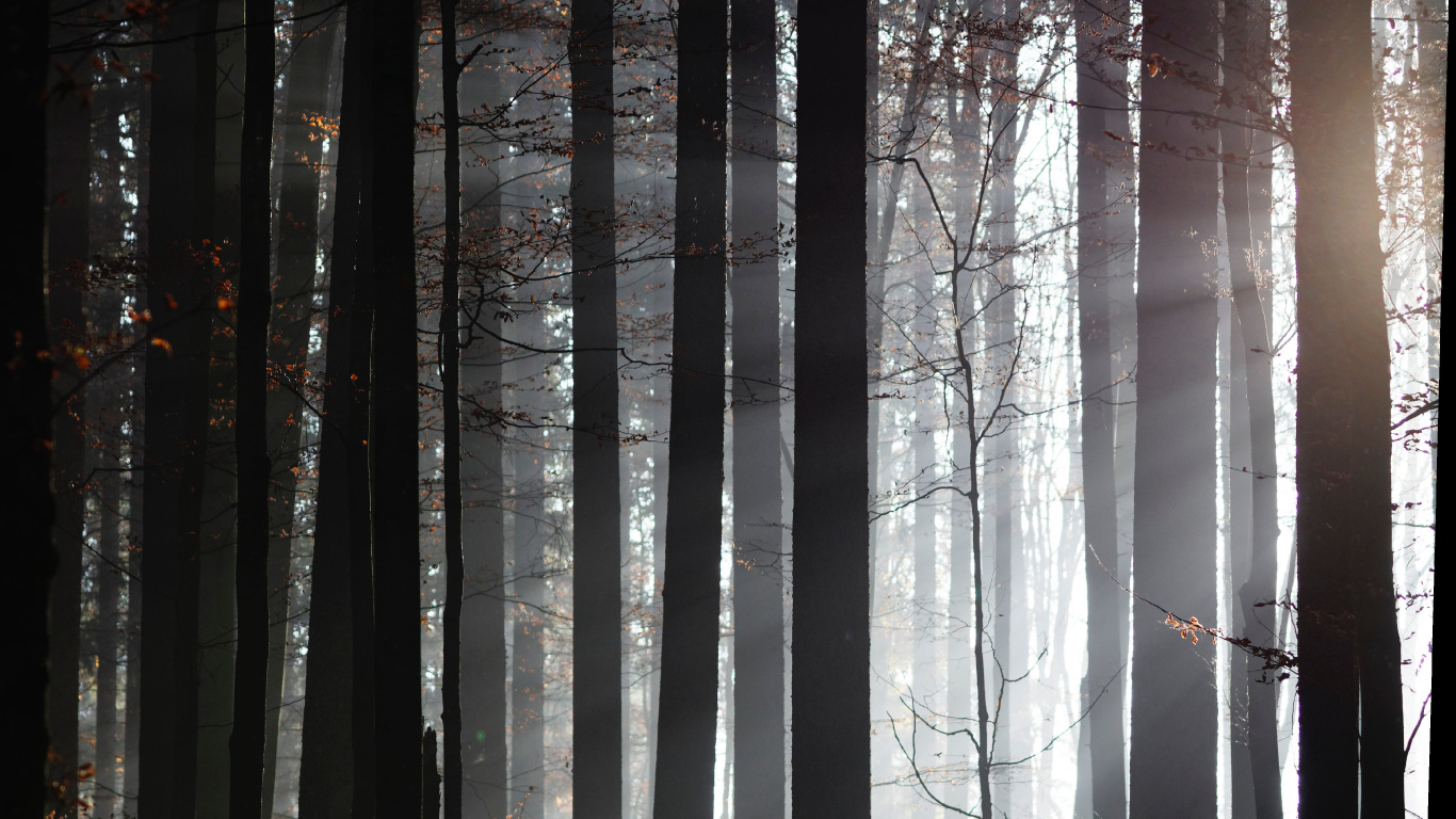 la Luz Del Sol, Naturaleza, Entorno Natural, Bosque, el Norte de Bosques de Madera Dura. Wallpaper in 1366x768 Resolution