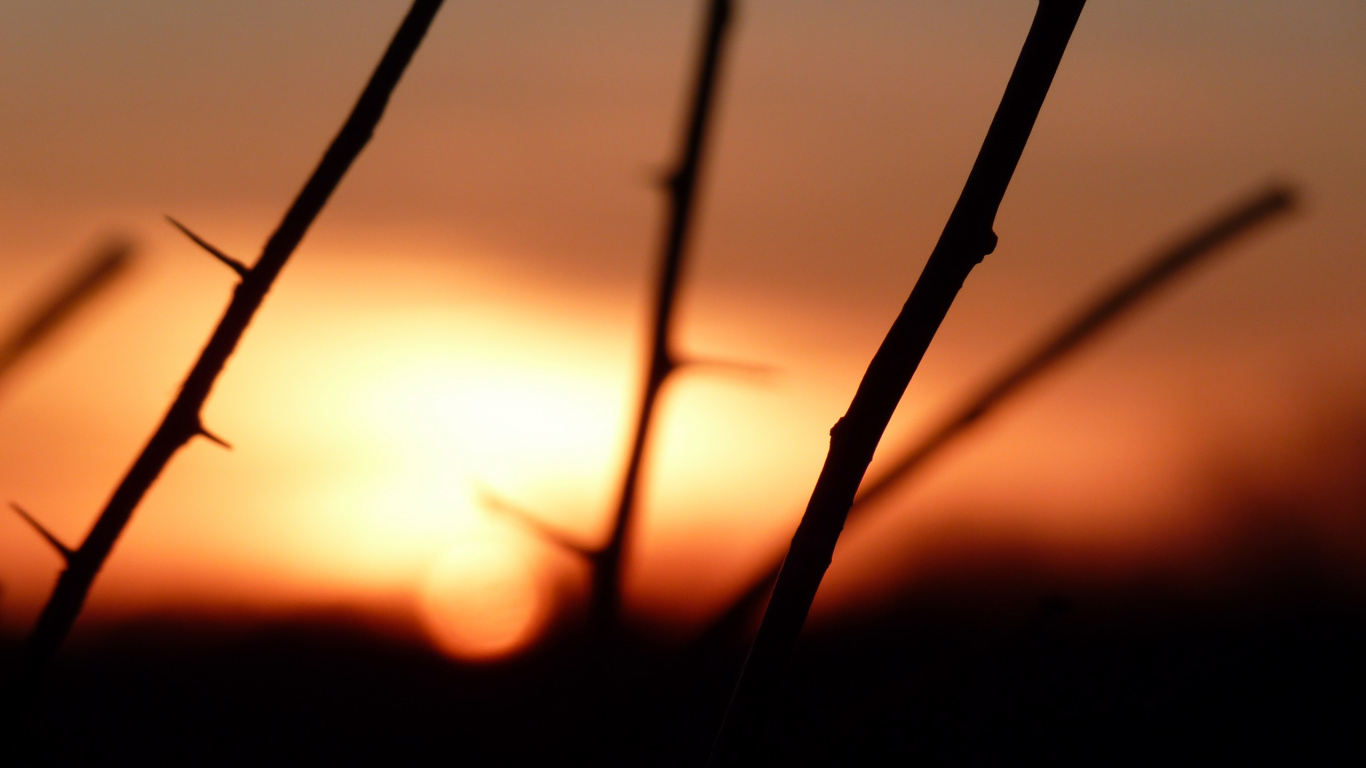 Silhouette Des Asts Bei Sonnenuntergang. Wallpaper in 1366x768 Resolution