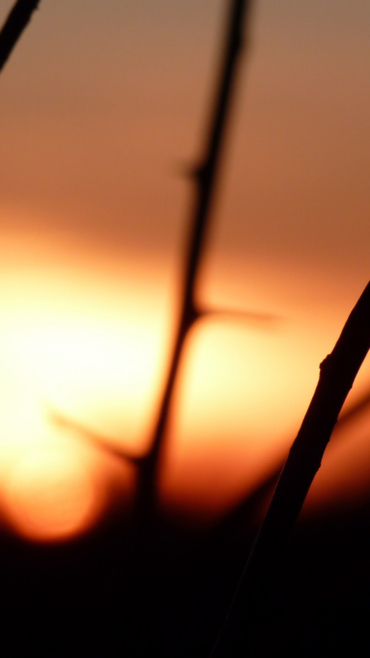 Silhouette of Tree Branch During Sunset. Wallpaper in 750x1334 Resolution