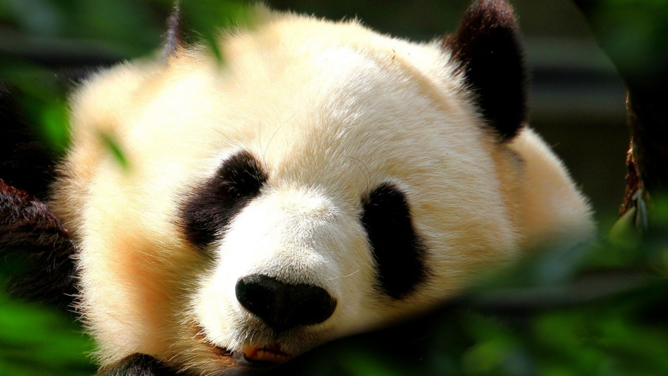 Ours Panda Blanc et Noir. Wallpaper in 1366x768 Resolution