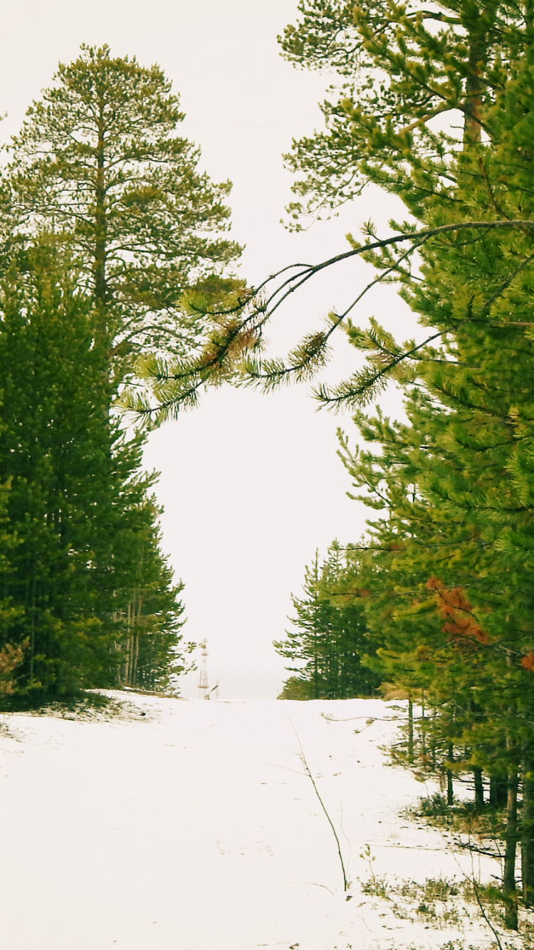 Tagsüber Grüne Bäume Auf Schneebedecktem Boden. Wallpaper in 750x1334 Resolution
